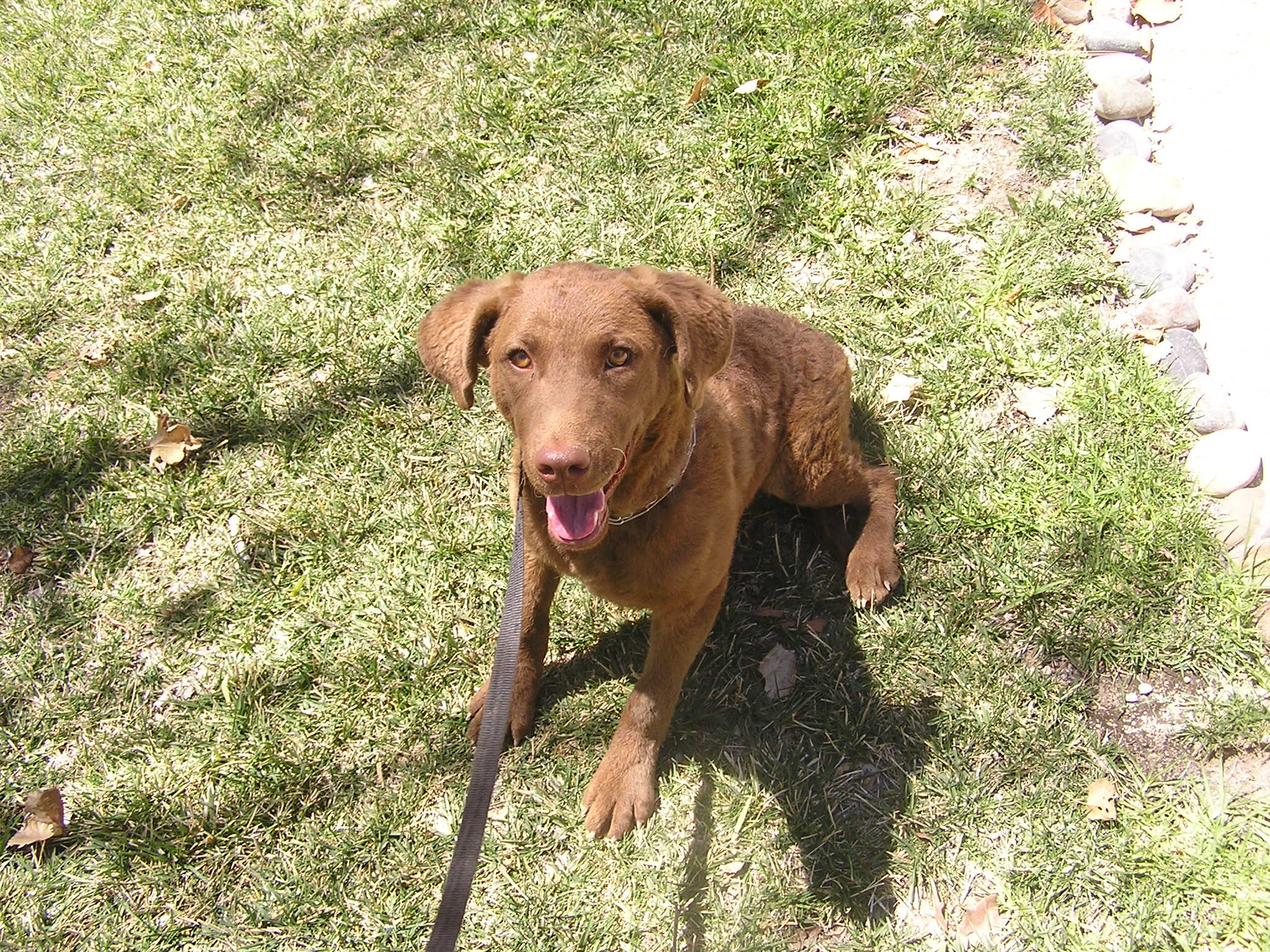 Chesapeake Bay Retriever Wallpapers - Wallpaper Cave