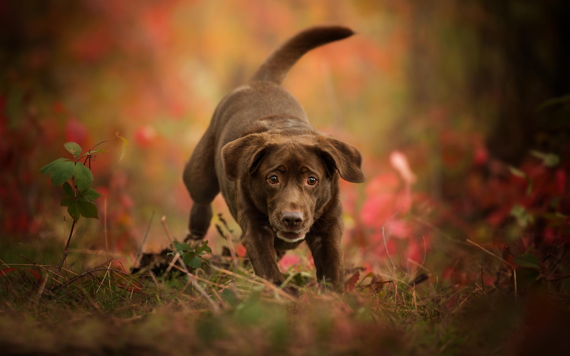 Chesapeake Bay Retriever Wallpapers - Wallpaper Cave