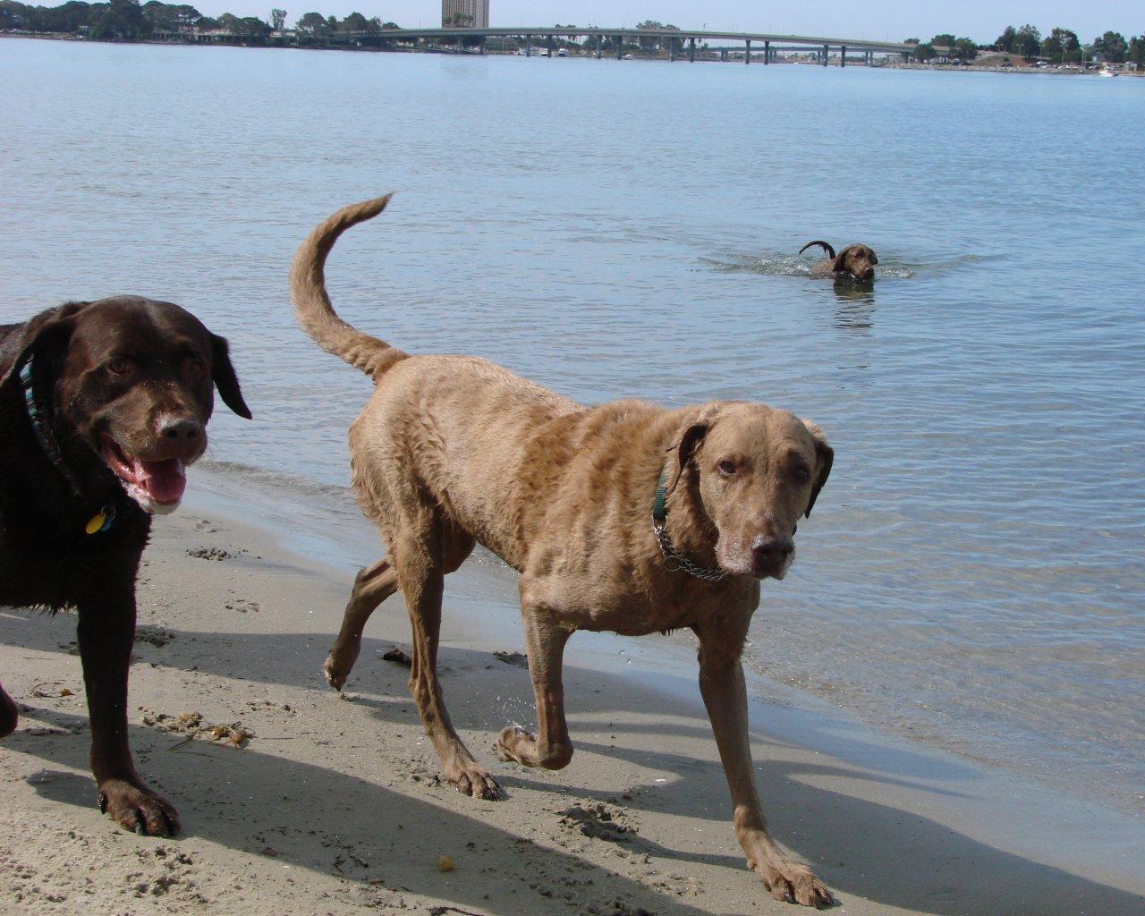 Free download Chesapeake Bay Retriever Wallpaper Puppy