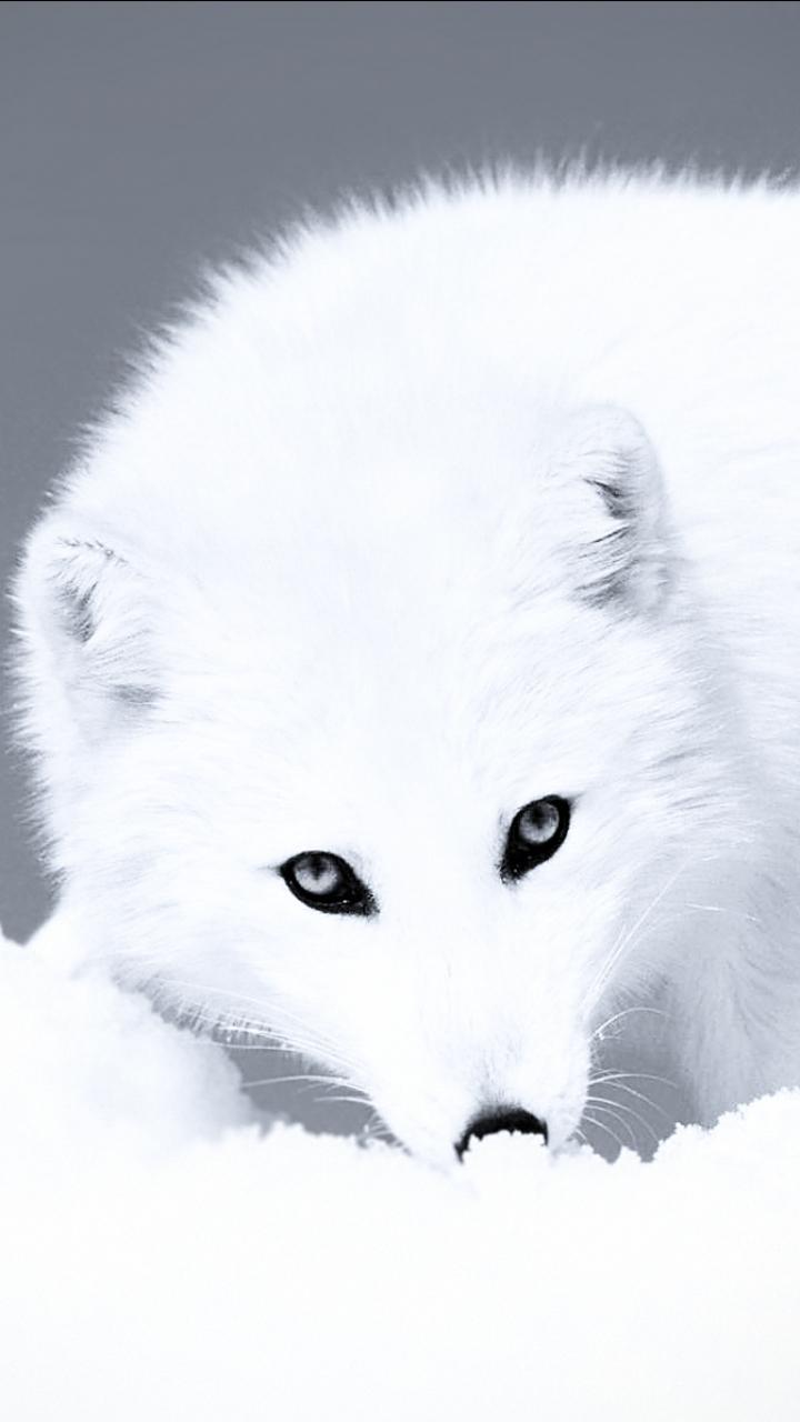 Animal Arctic Fox (720x1280) Wallpaper