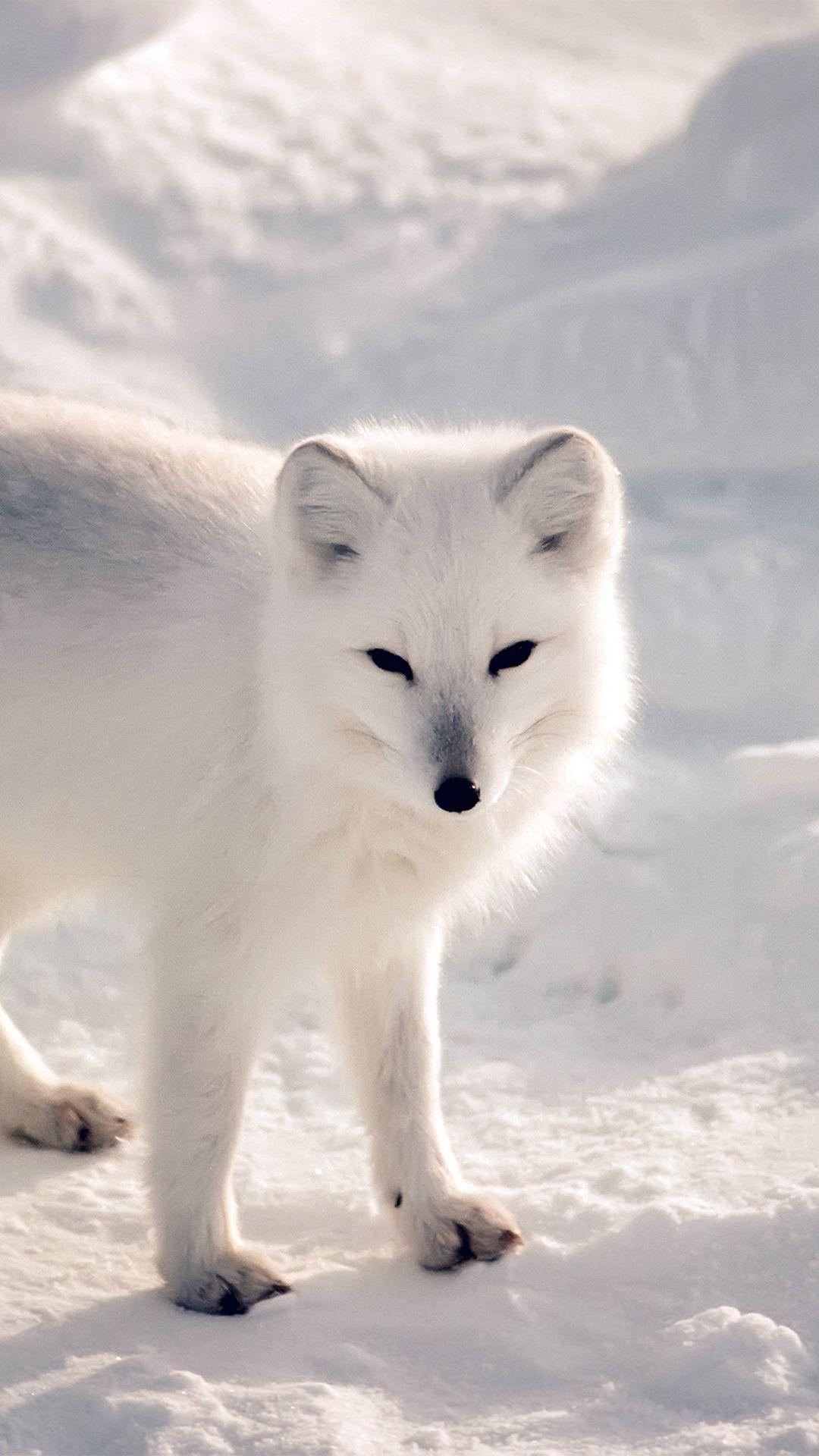 White Artic Fox Snow Winter Animal IPhone 6 Wallpaper Download. IPhone Wallpaper, IPad Wallpaper One Stop Downloa. Snow Animals, Winter Animals, Arctic Animals