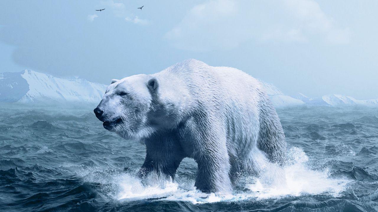 Wallpaper Polar bear, Arctic, White bear, Ocean, HD, Animals