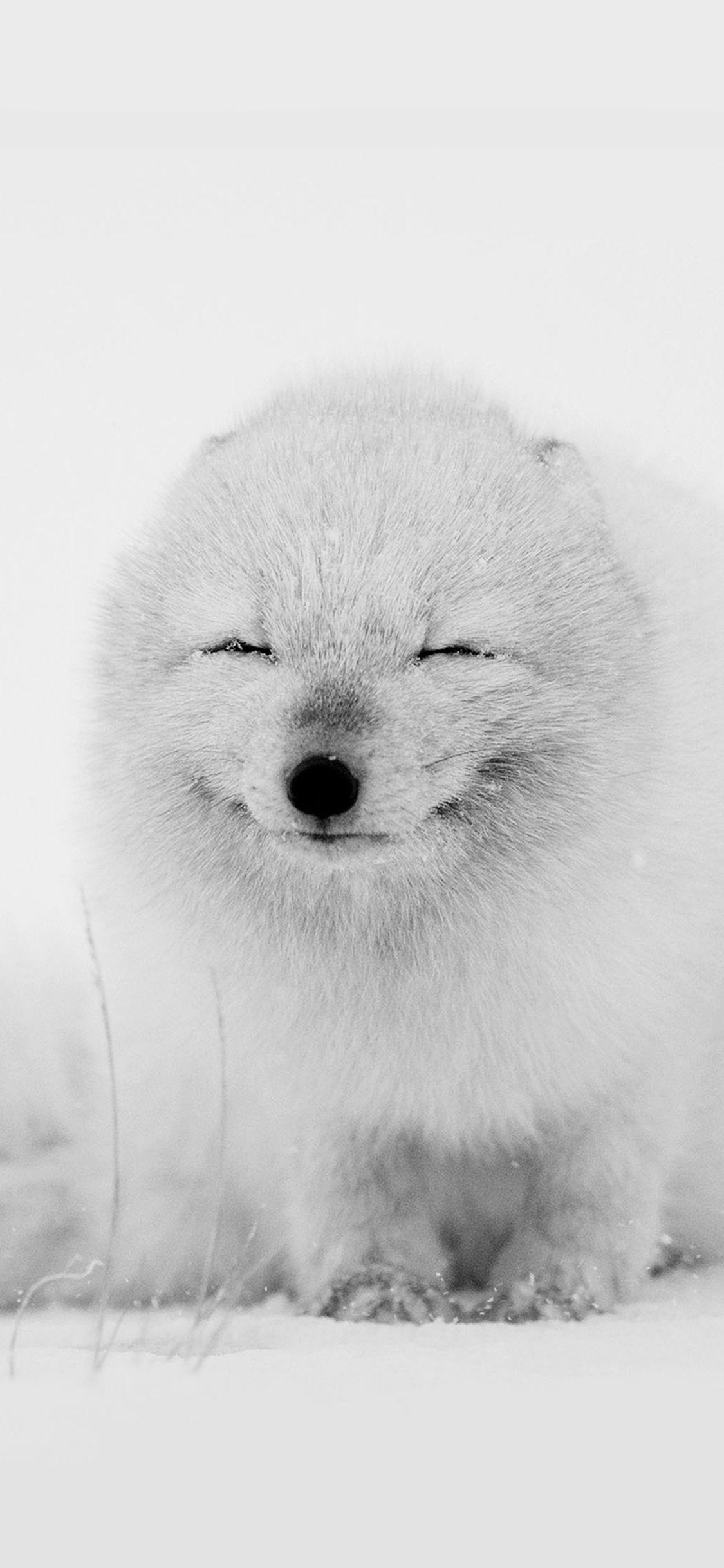 Arctic Fox Happy Moment #iPhone #X #wallpaper. iPhone wallpaper cat, Arctic fox, Winter cat