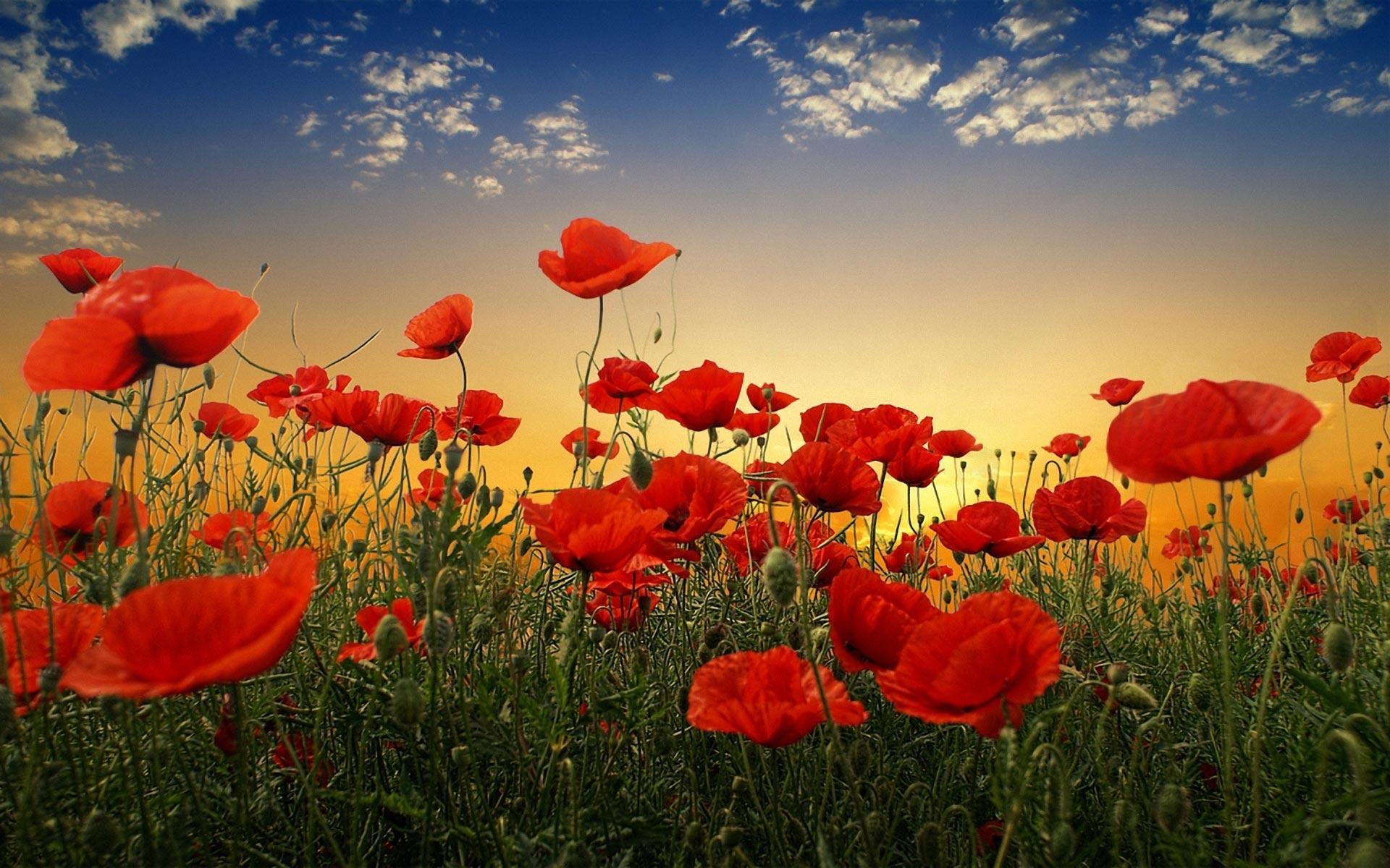 Armistice Day Wallpaper. Holiday