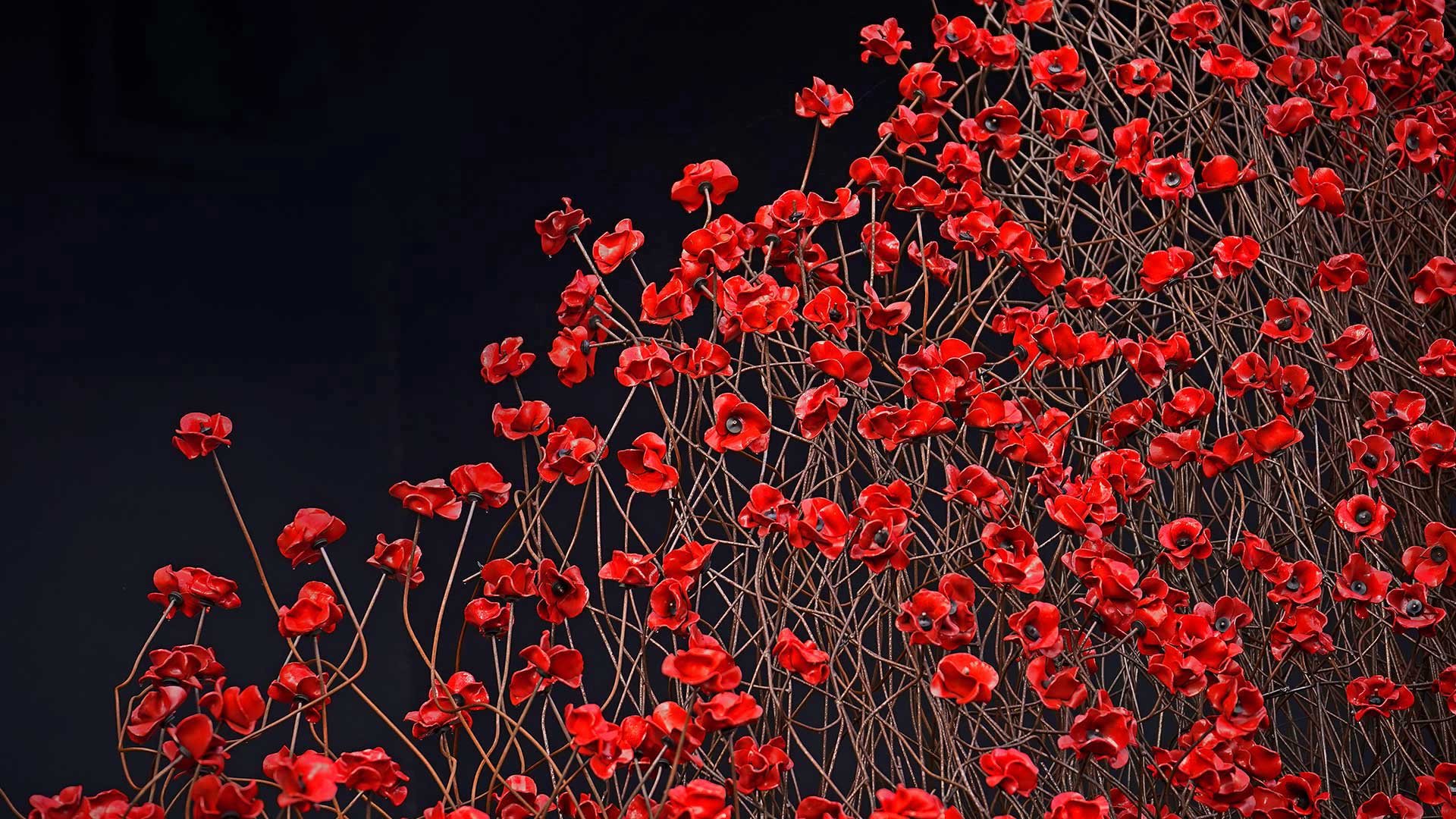 Poppies for Armistice Day wallpaper