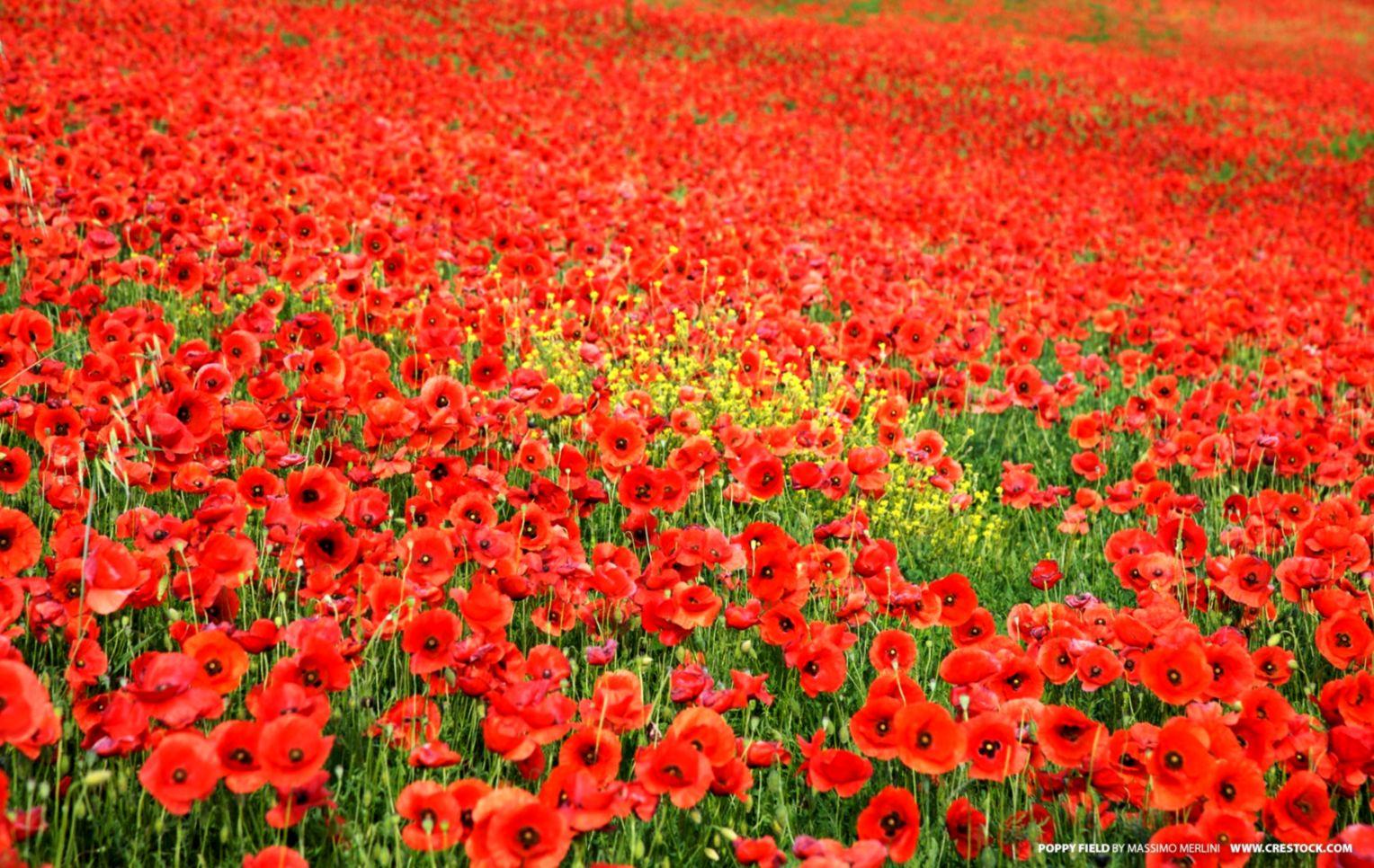 Poppies Red Flowers Field Nature HD Wallpaper