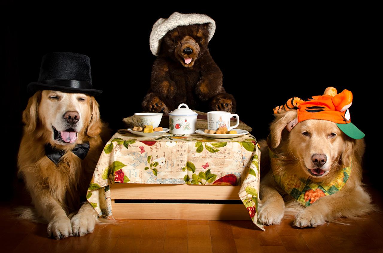 Picture Retriever Dogs 2 Hat Teddy bear Cup animal Black