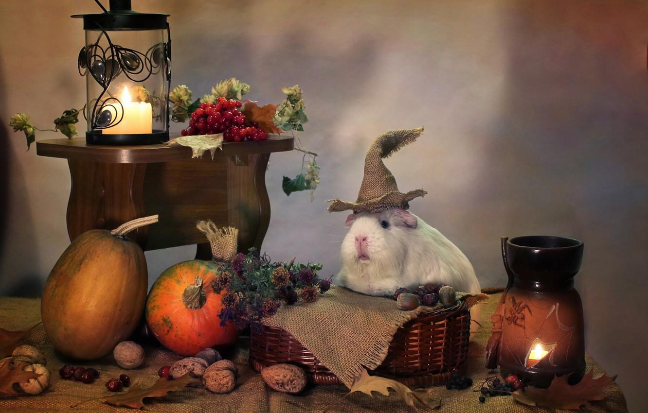 Wallpaper autumn, animals, humor, candles, October, pumpkin, Halloween, composition, Guinea pigs image for desktop, section животные