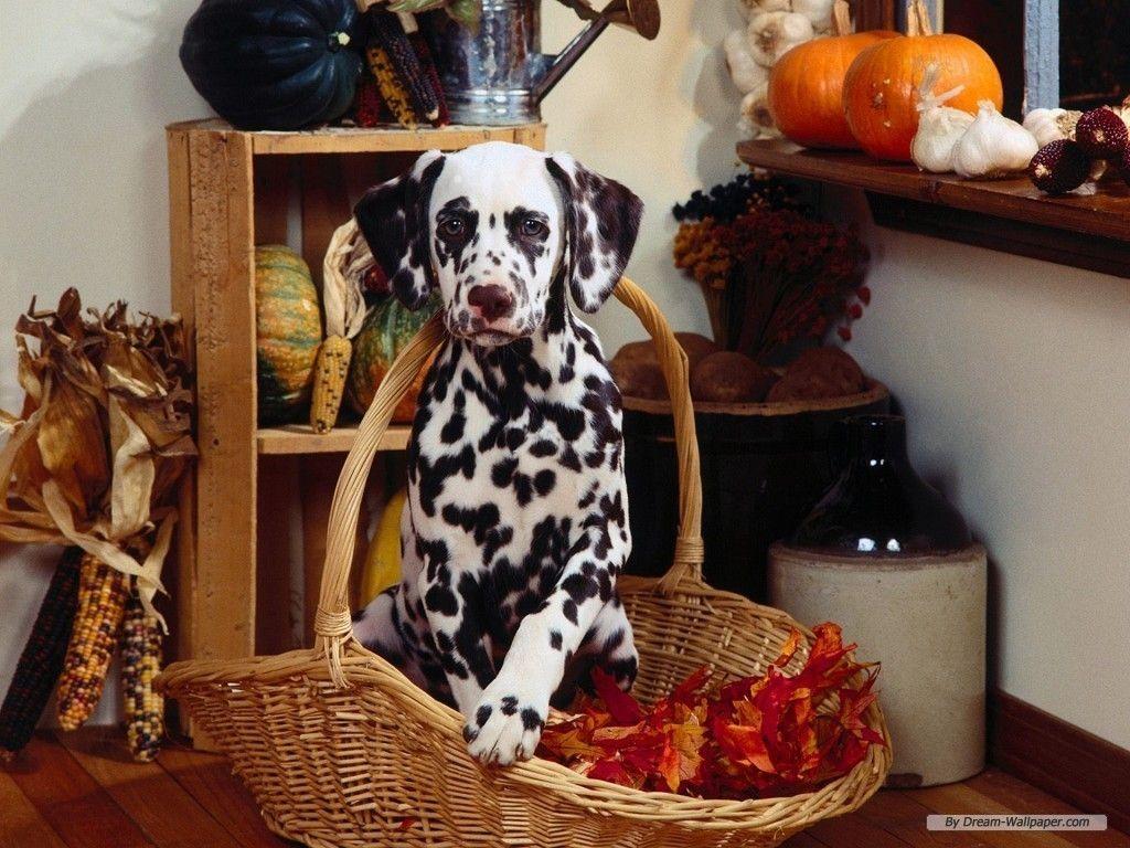 Happy thanksgiving. Dogs. Dog wallpaper, Dalmatian dogs, Dogs