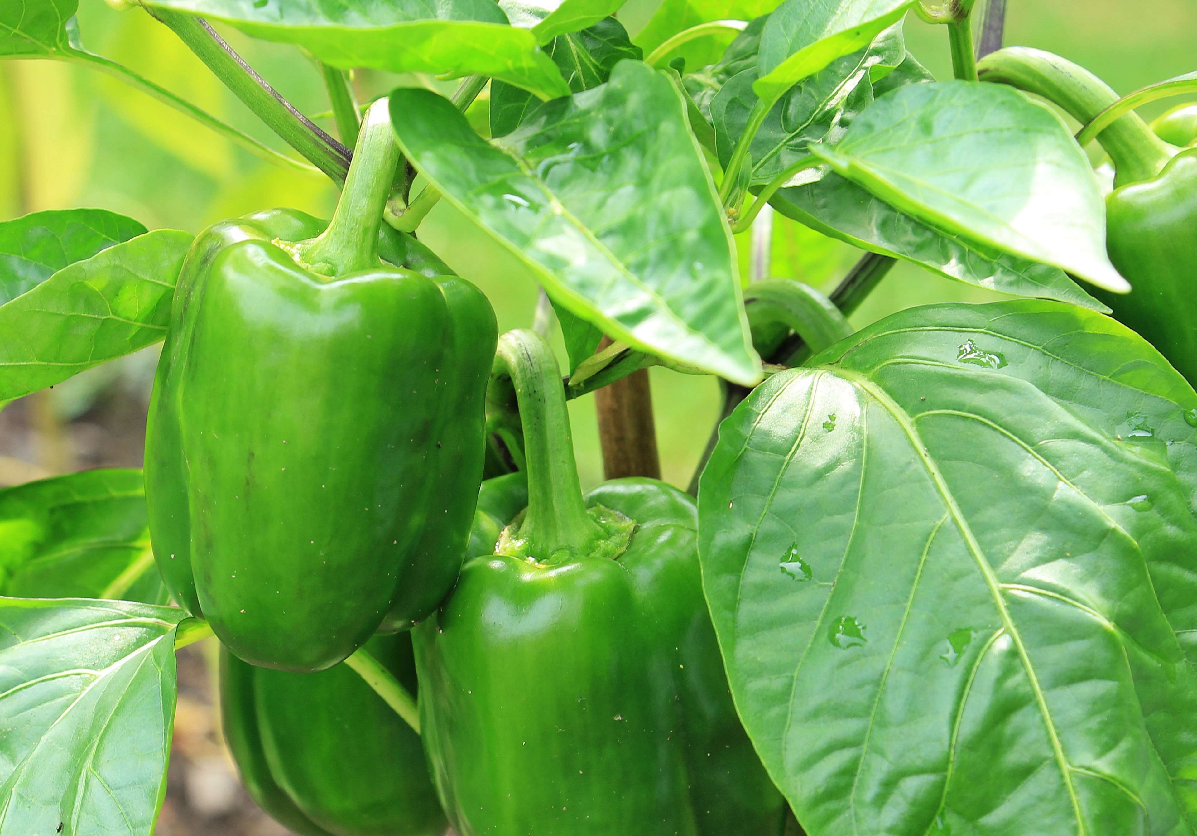 cooking ingredients, delicious, eat, edible, food