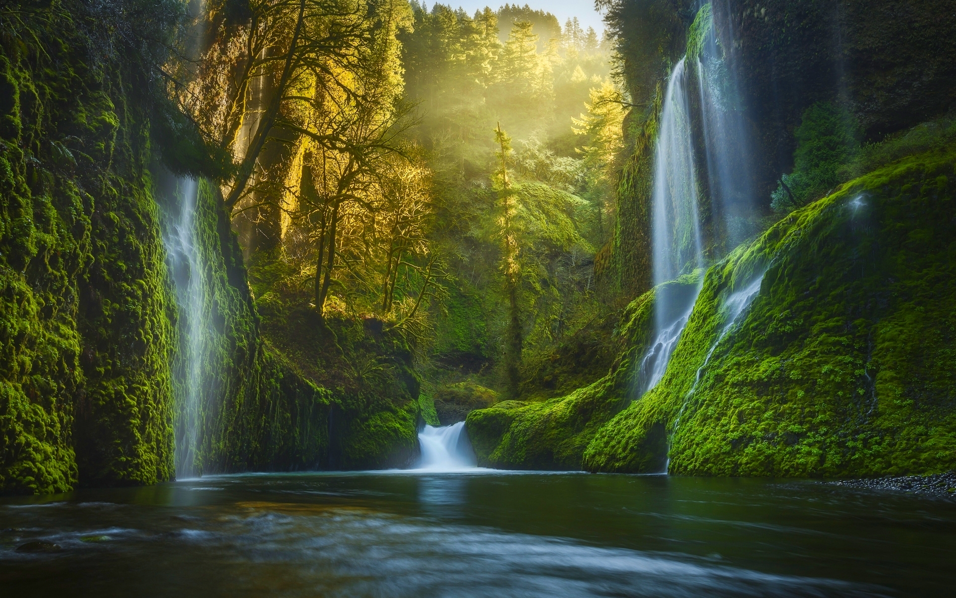 moss, river, forest, mist, green, Oregon, sunrise, beautiful