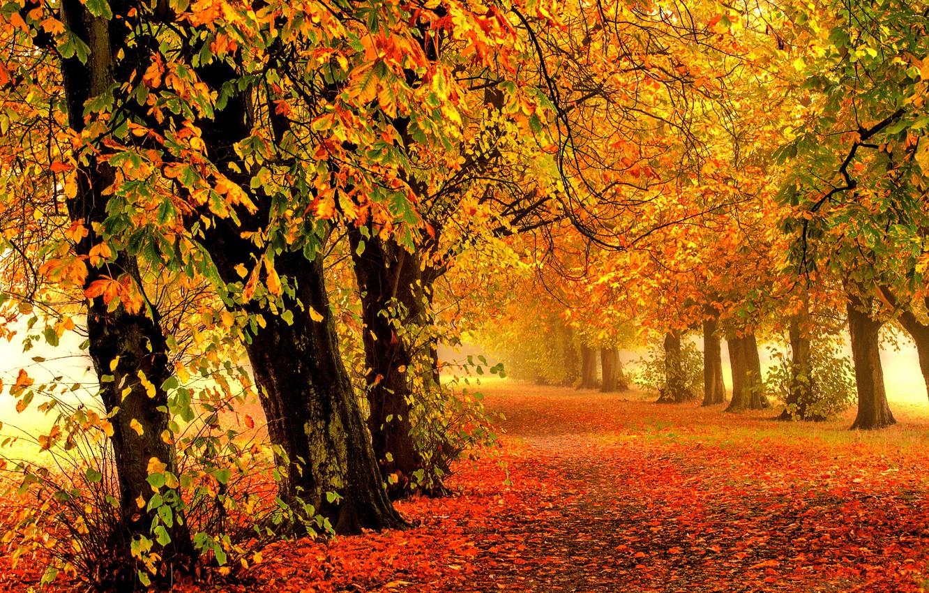 Wallpaper road, autumn, forest, leaves, trees, nature, Park