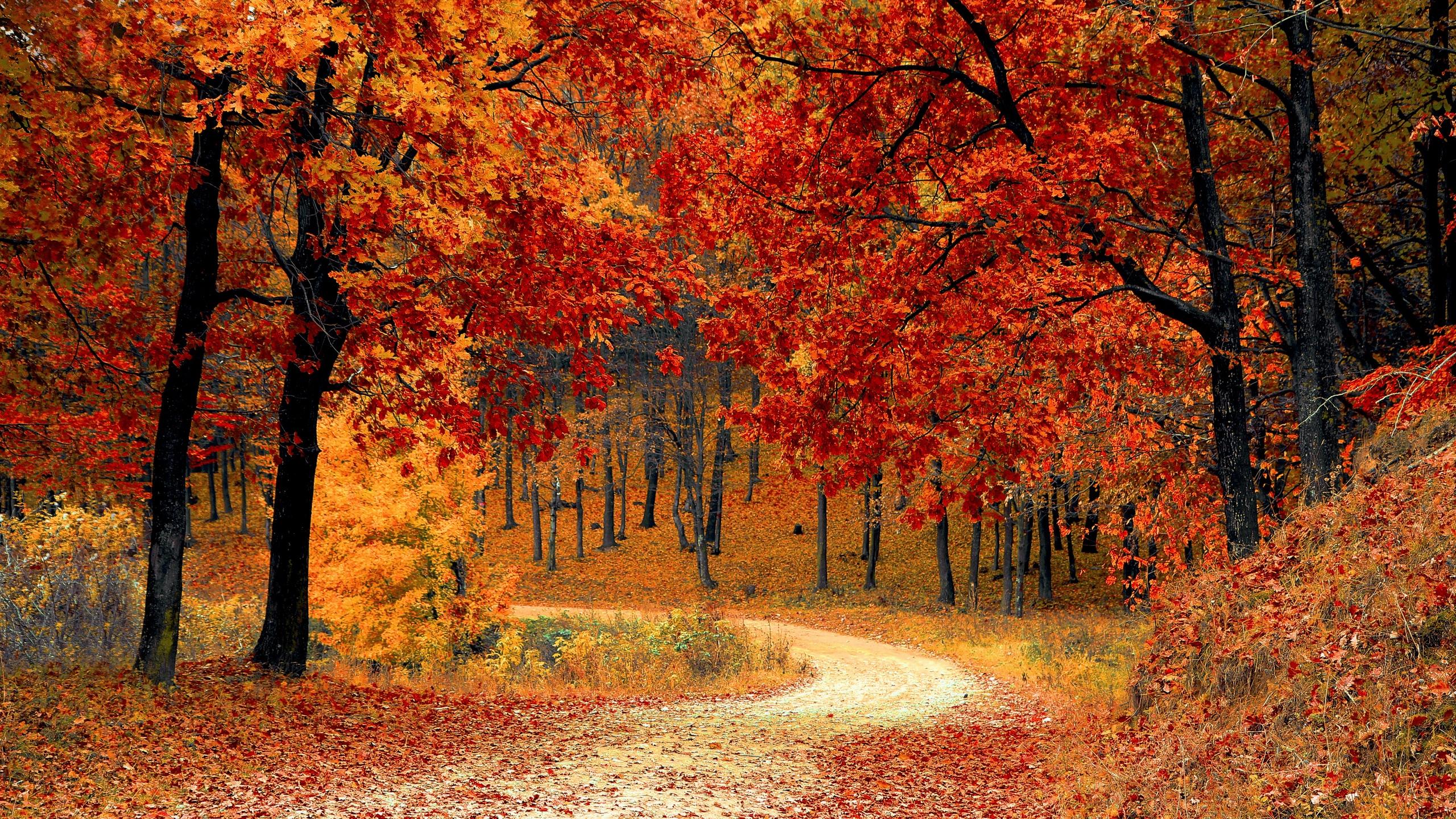 Download wallpaper 2560x1440 autumn, forest, path, foliage