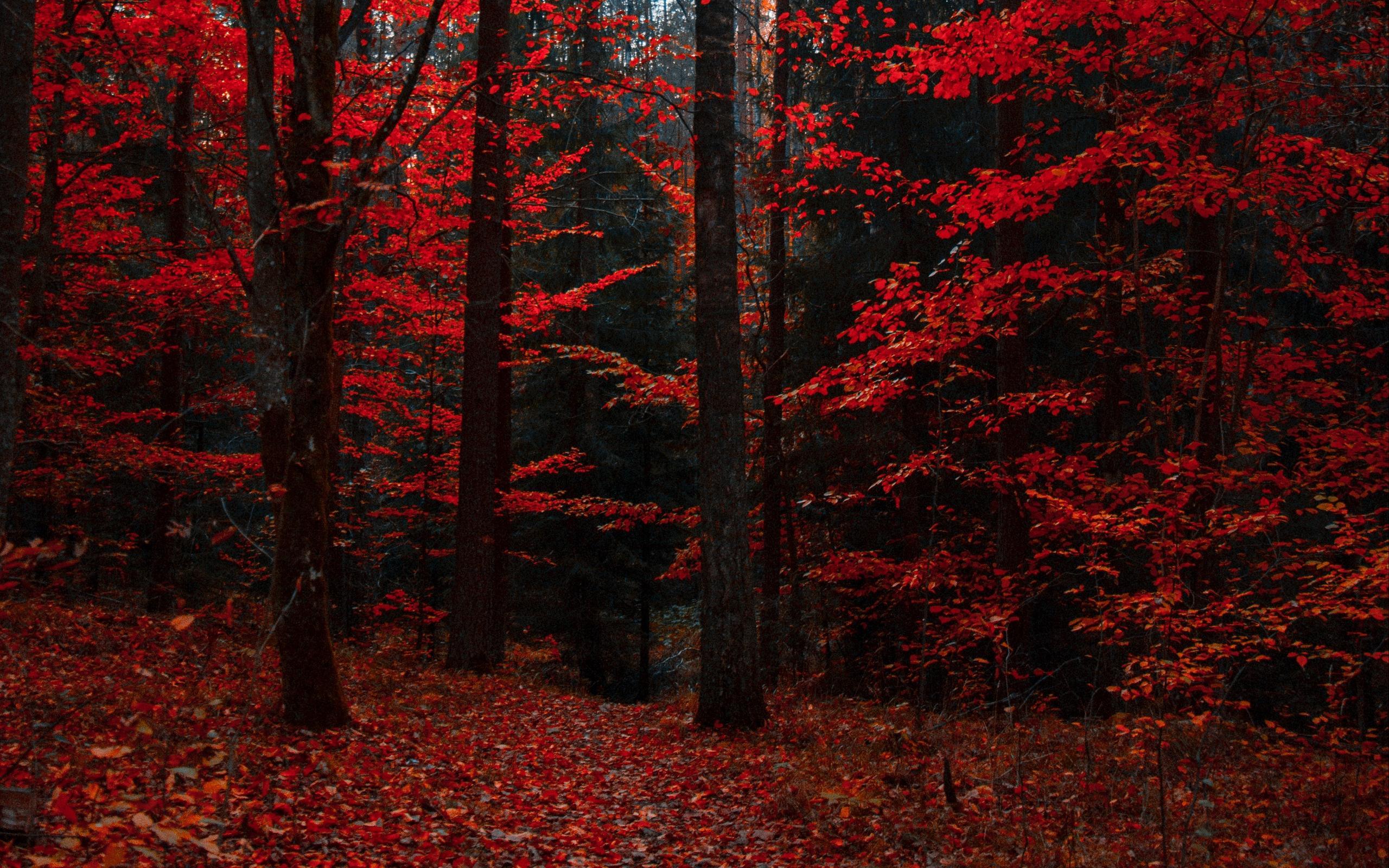 Download wallpaper 2560x1600 autumn, forest, trees, foliage, autumn colors widescreen 16:10 HD background