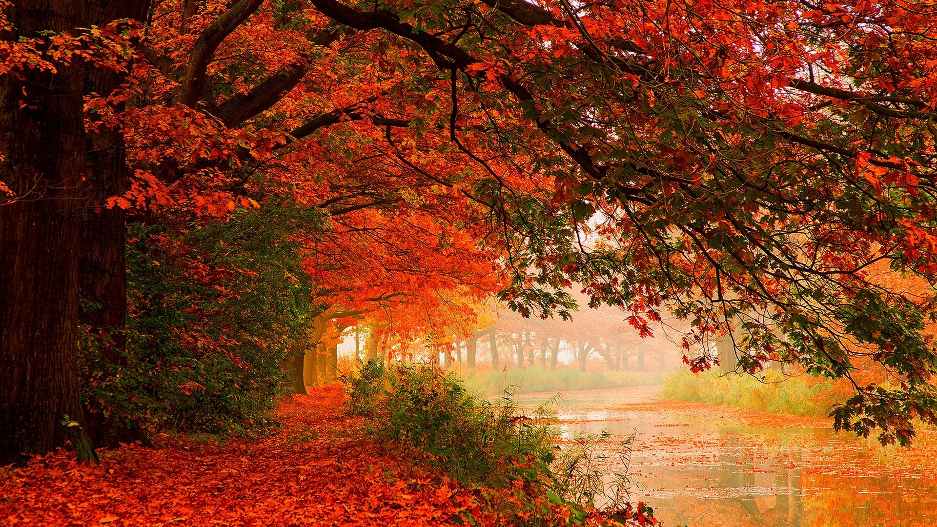 Autumn Forest Colors