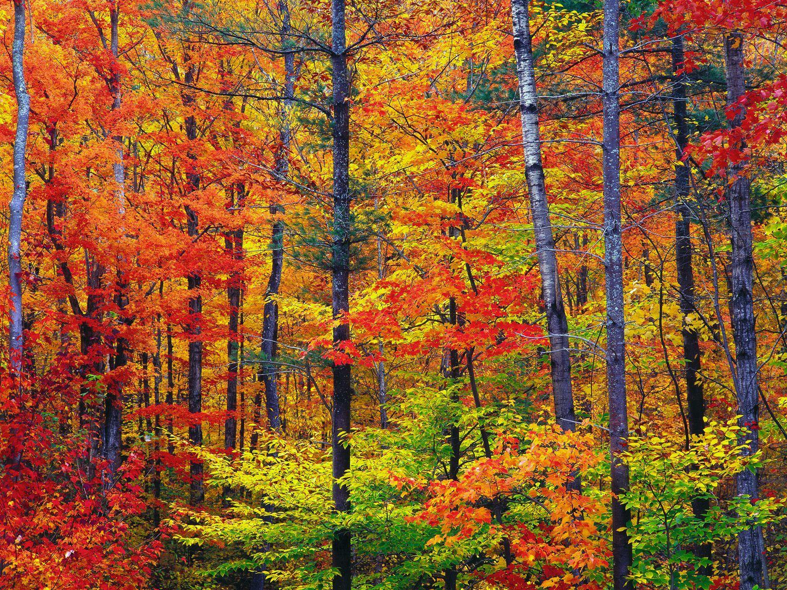 Colors of New Hampshire. ✮ Miracles of Nature ✮. Autumn