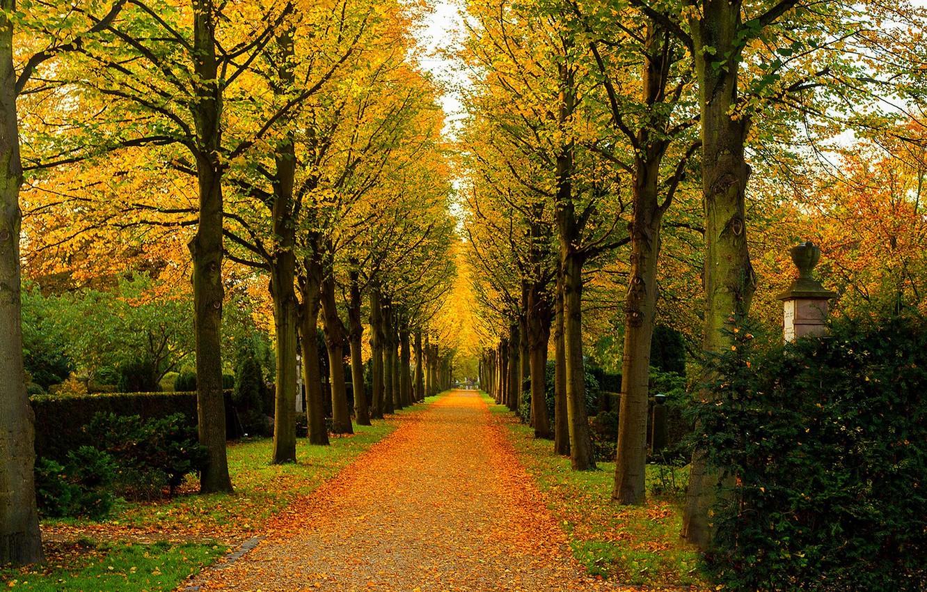 Wallpaper road, autumn, forest, leaves, trees, nature, Park