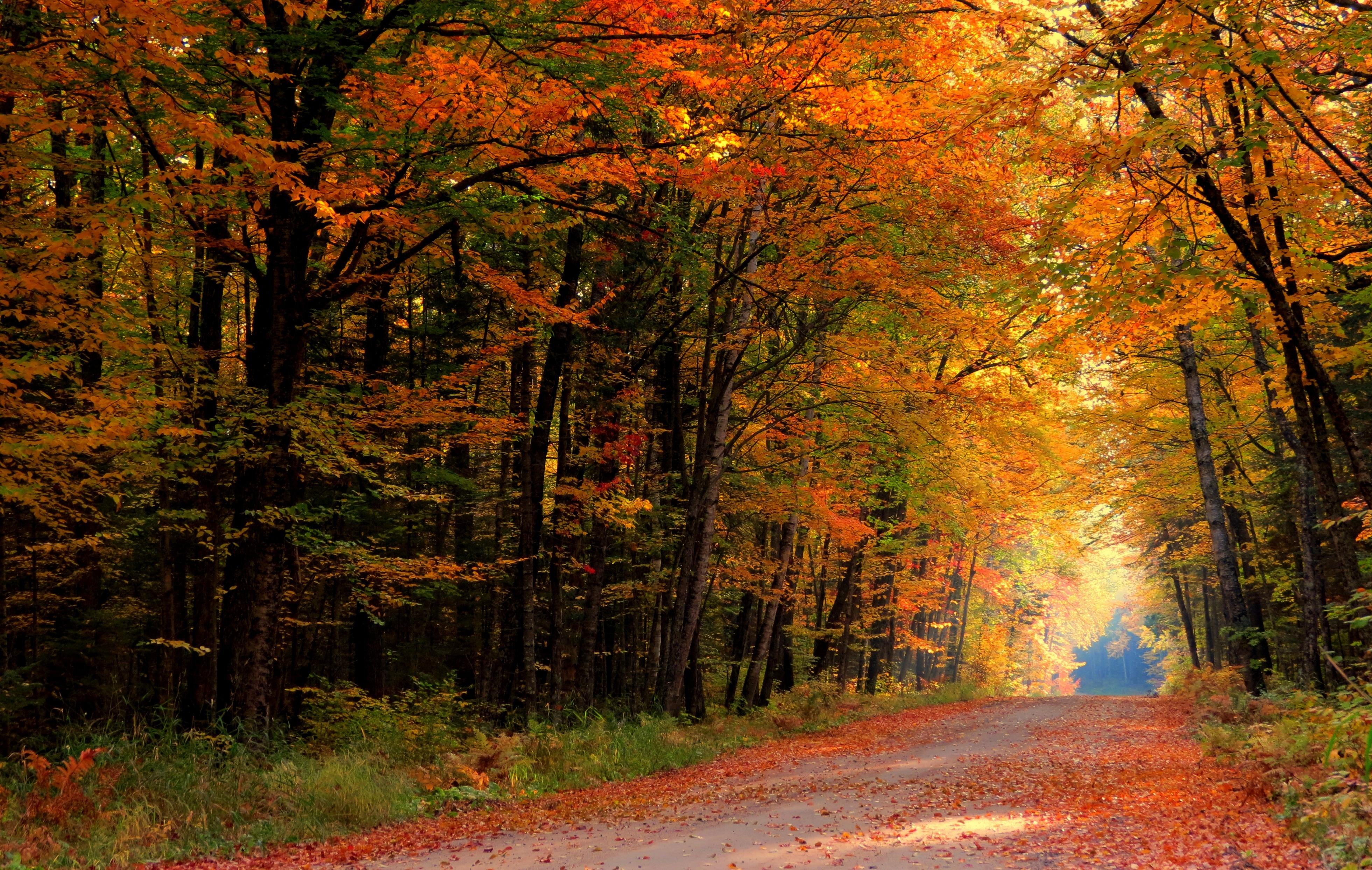 trees, colors, autumn splendor, fall, walk, nature, park, path, leaves, autumn, road, colorful, forest wallpaper