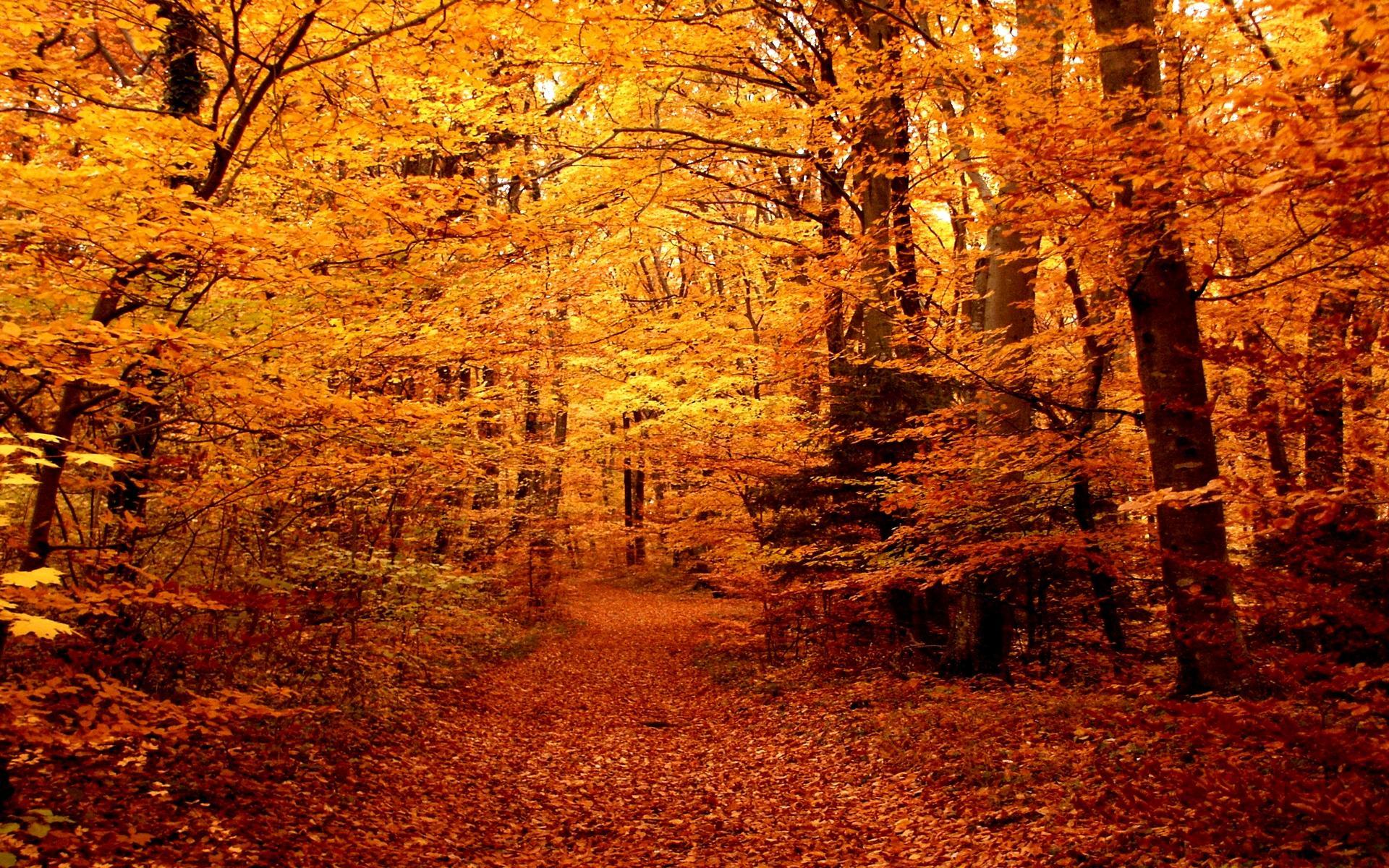download autumn forest path wallpaper tags forest path