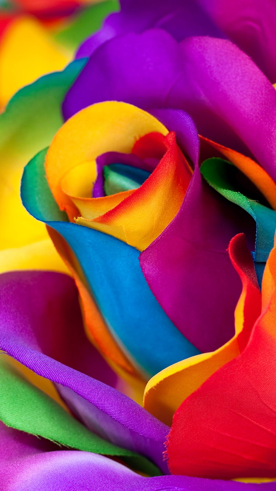 image Multicolor rose Macro flower Closeup 1080x1920