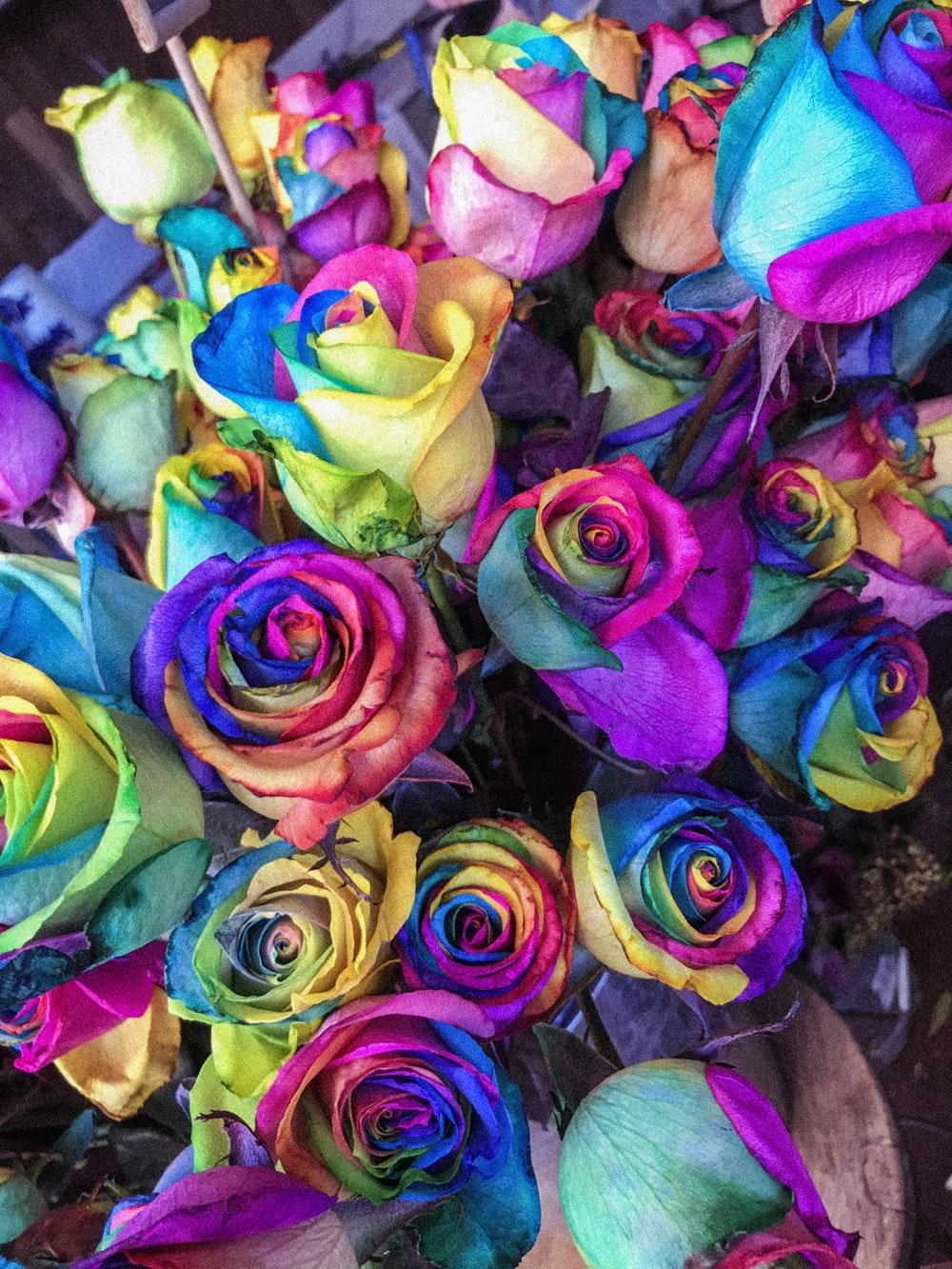 Rainbow Rose Picture. Download Free Image