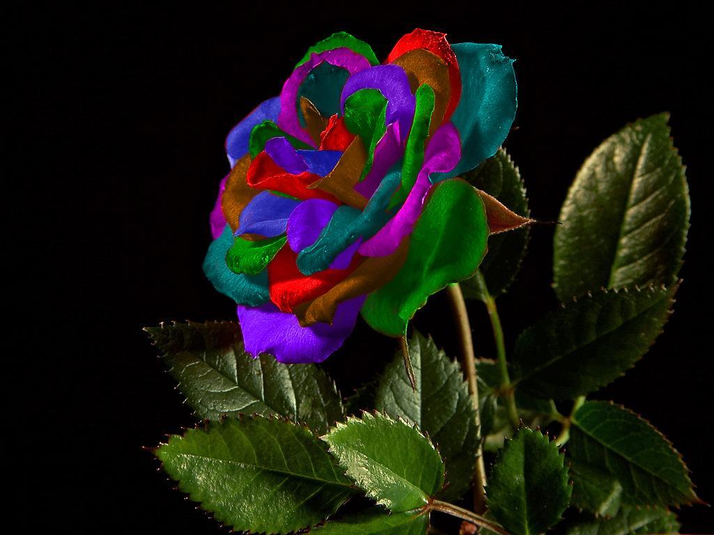 Free download Colorful Rose Wallpaper FreeBest Wallpaper HD
