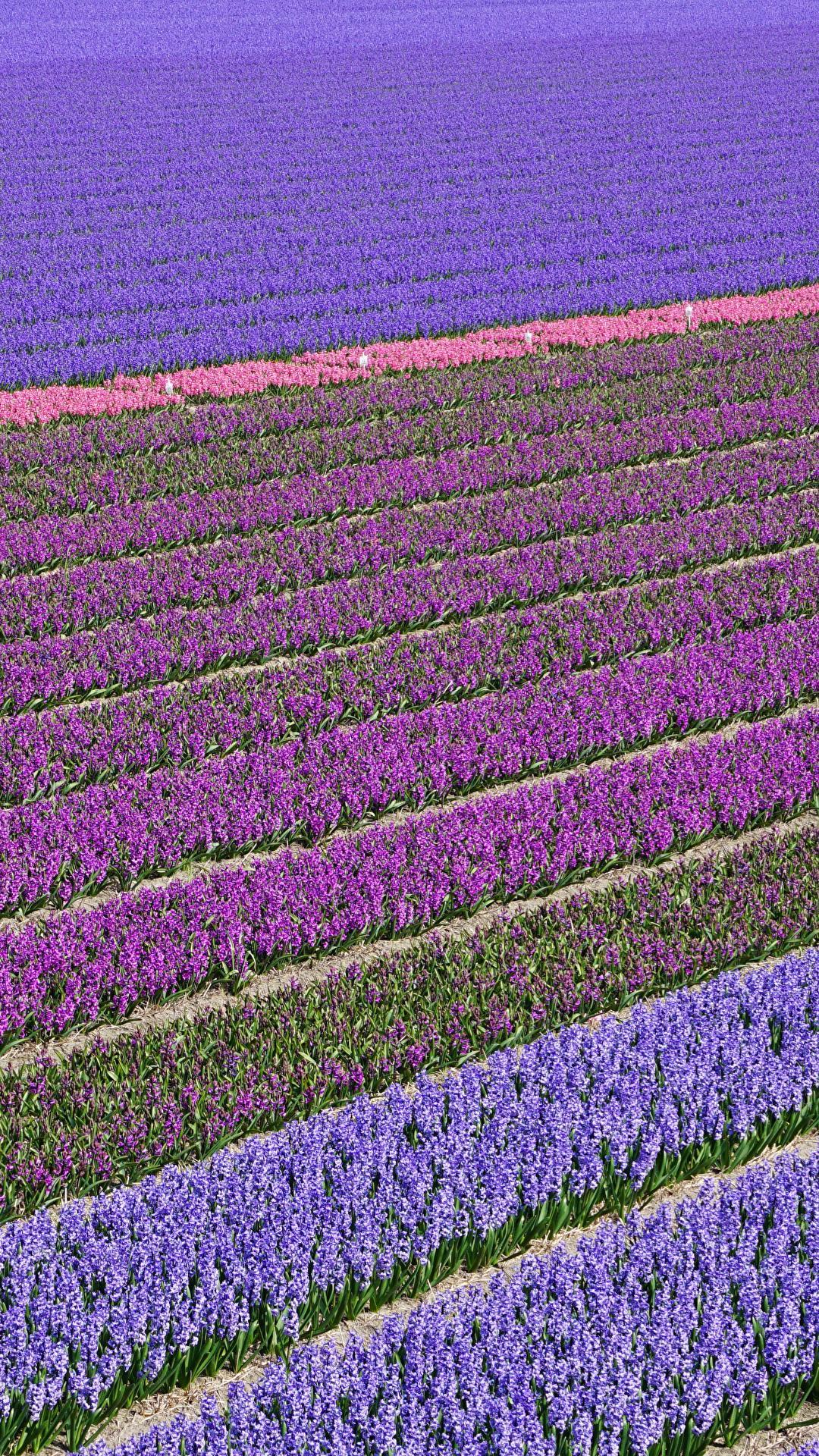 Wallpaper Netherlands Lisse Multicolor Fields Flowers 1080x1920