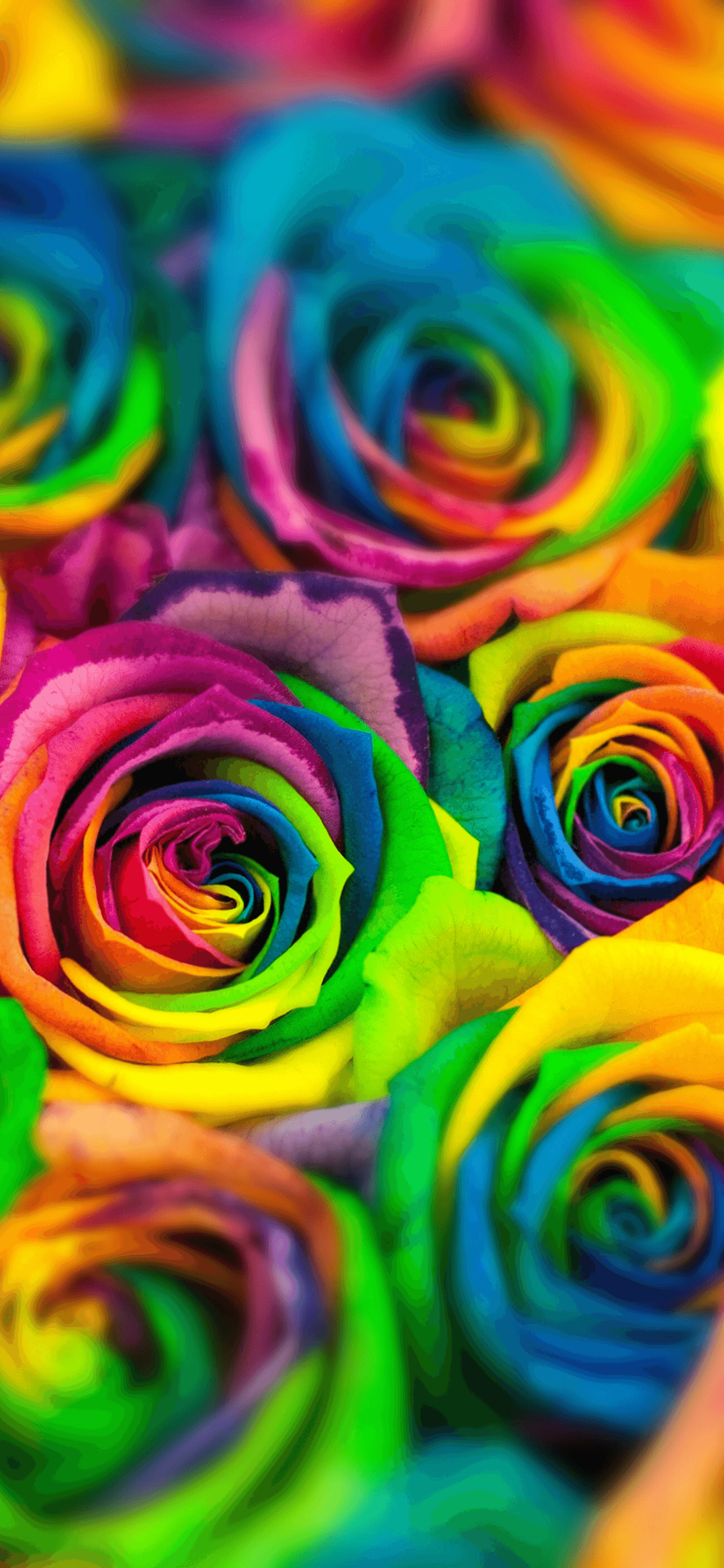 Rainbow Roses Wallpaper Free Rainbow Roses