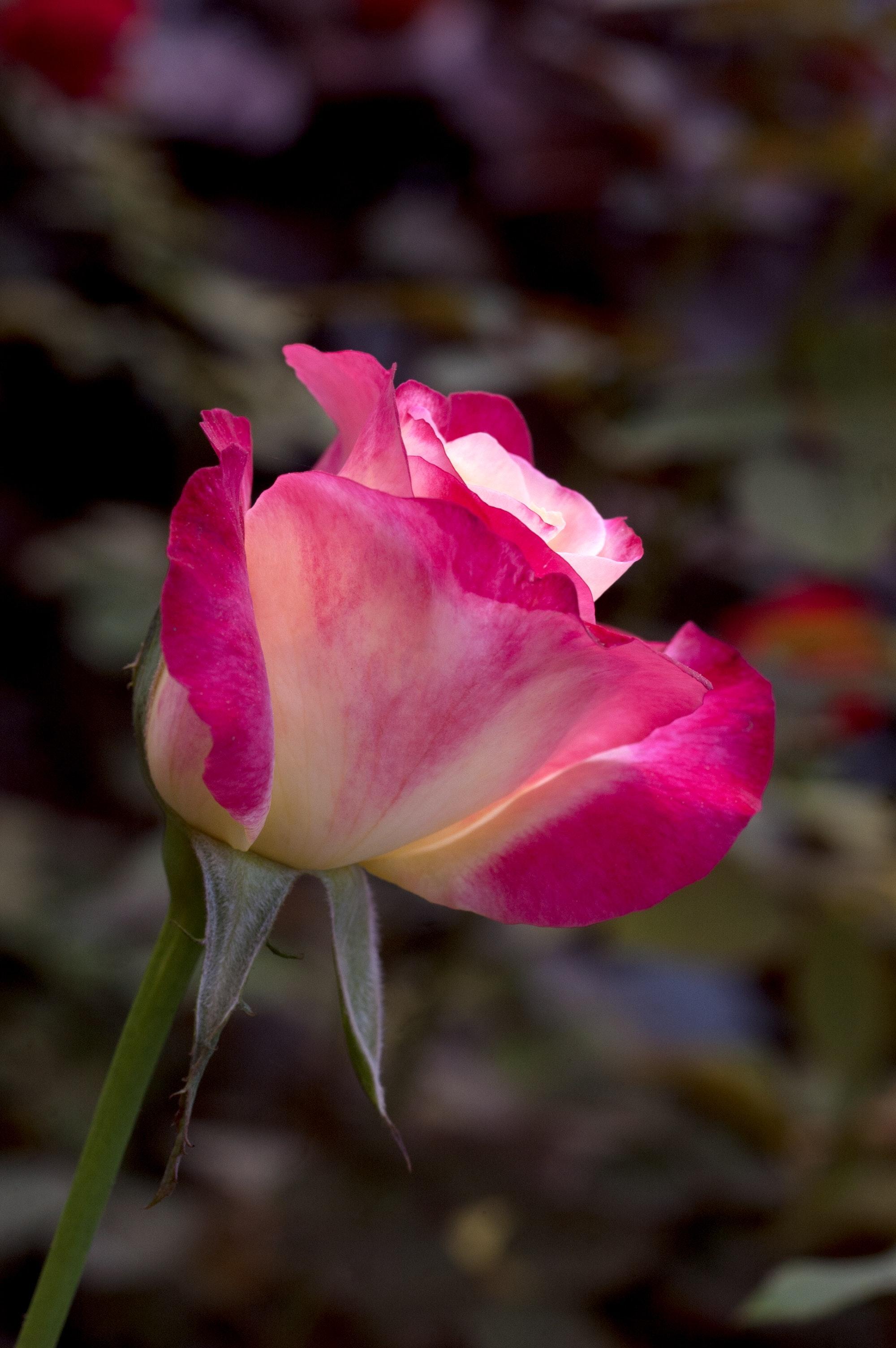 Free of Multicolored rose bud, rose, rose bud