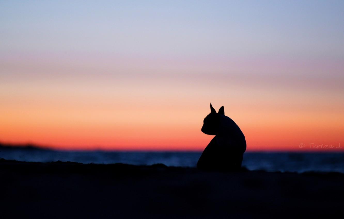 Wallpaper cat, the sky, cats, sunset, nature, background