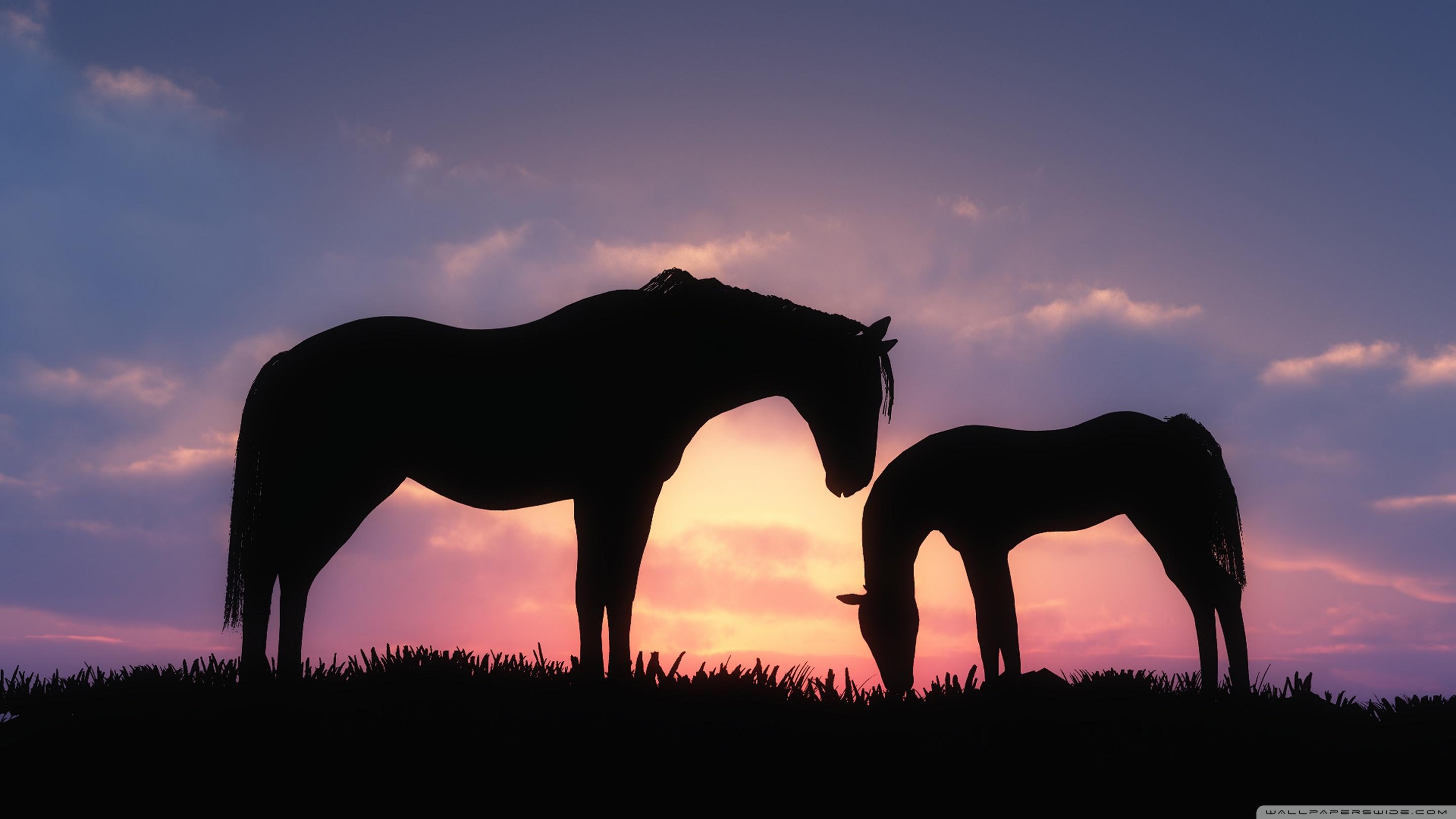 Horses Sunset Silhouette ❤ 4K HD Desktop Wallpaper for 4K
