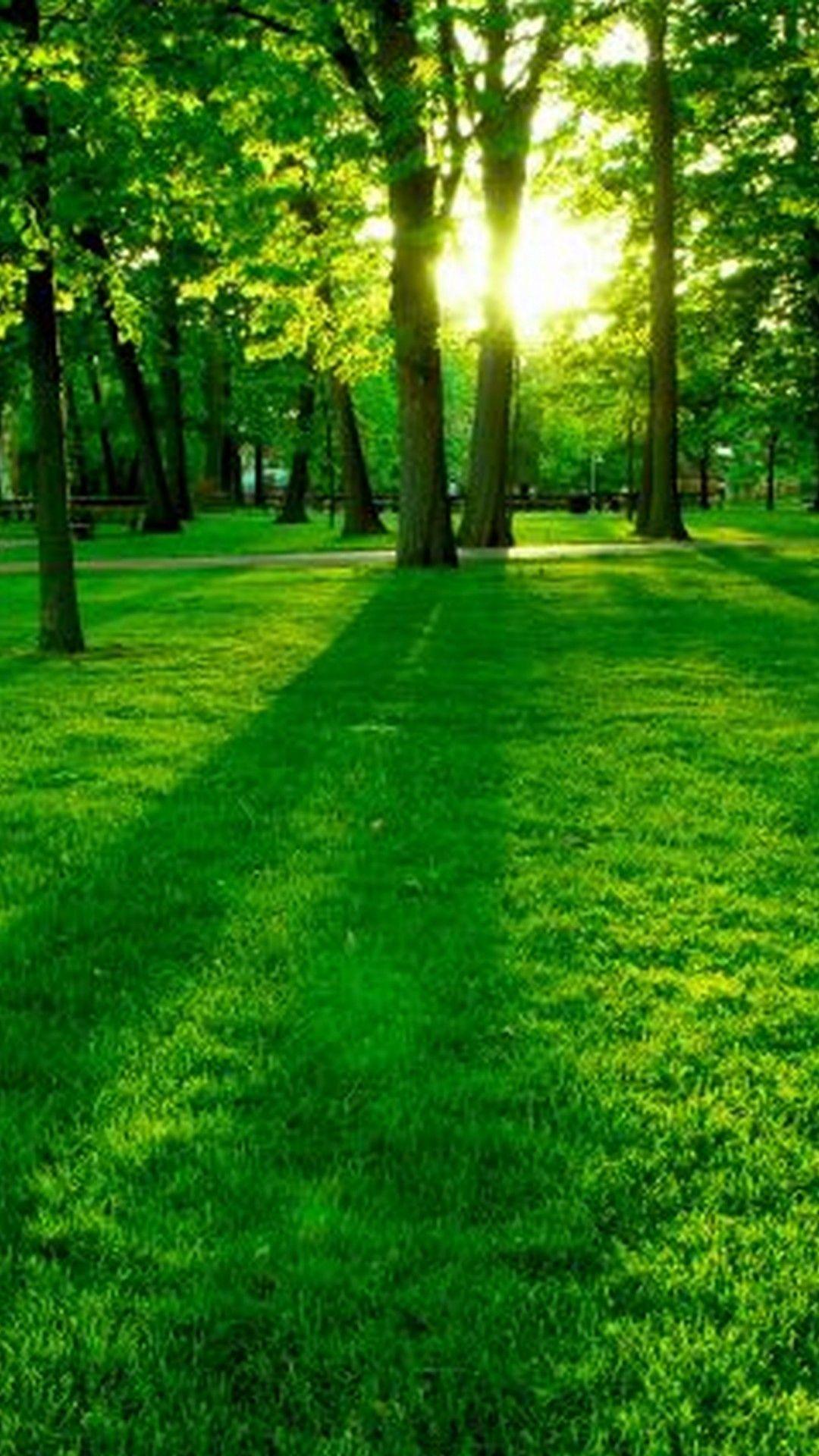 Nature Green HD Wallpaper For Android Mobile Wallpaper