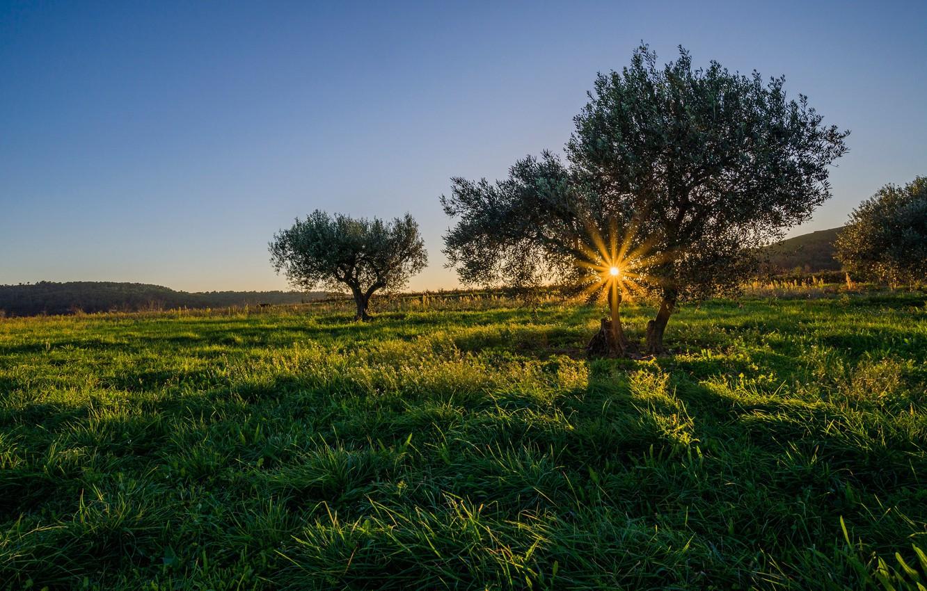 Wallpaper the sun, rays, France, Champagne, the olive tree image