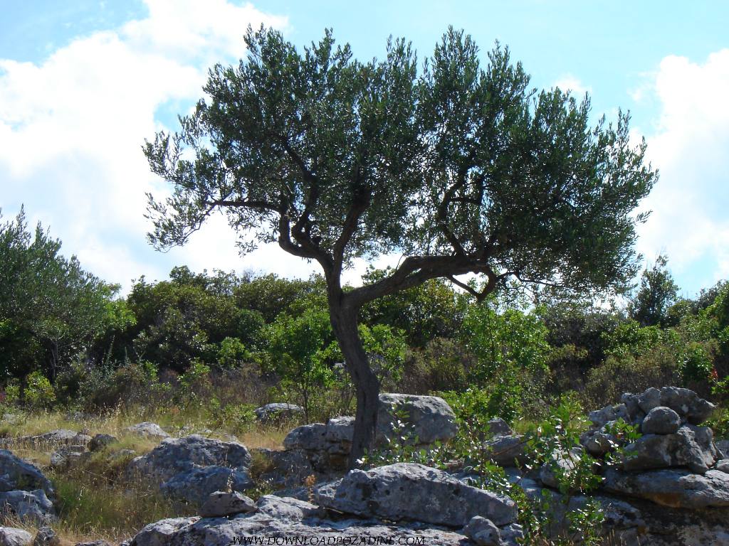 Free Wallpaper for Desktop: Olive tree