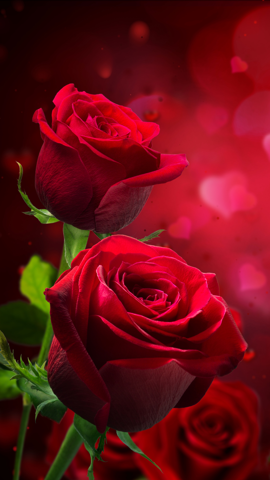 Photo of Red Rose  Free Stock Photo