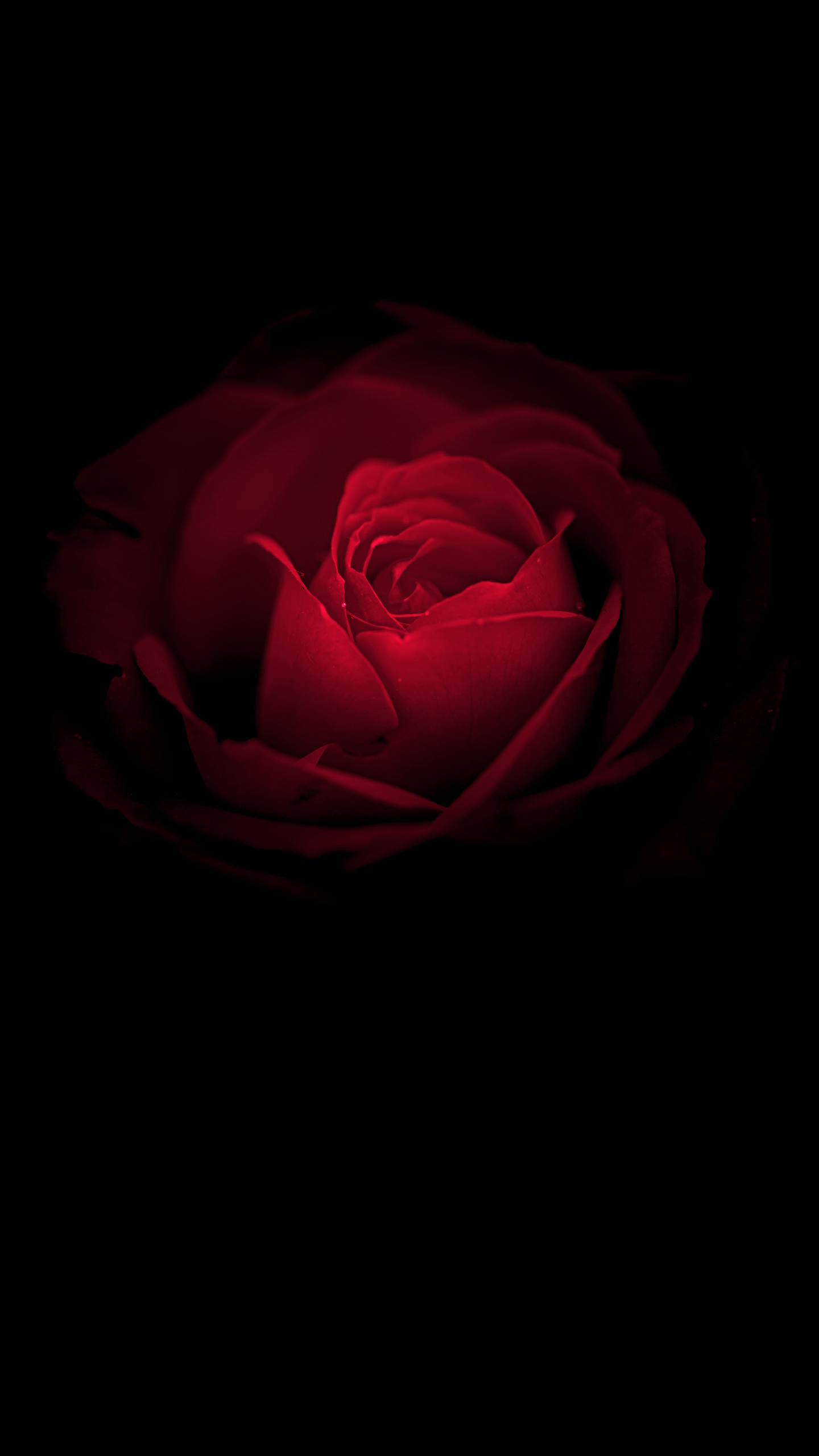 Wallpaper Rose flower, Red Rose, Huawei Mate RS, Porsche