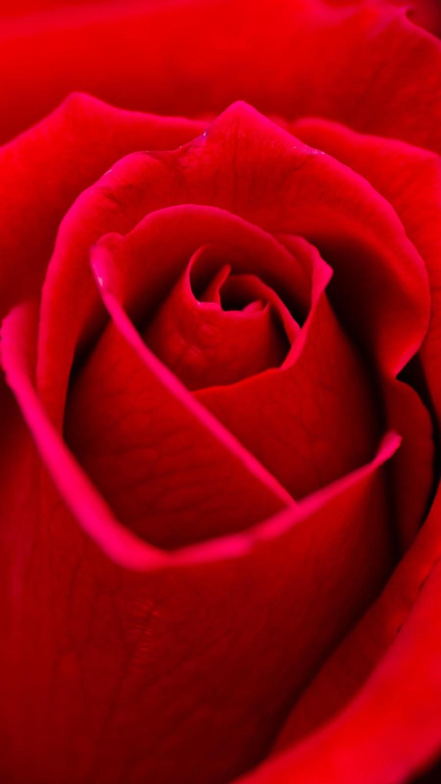 Red Roses Flowers iPhone Wallpaper HD download free