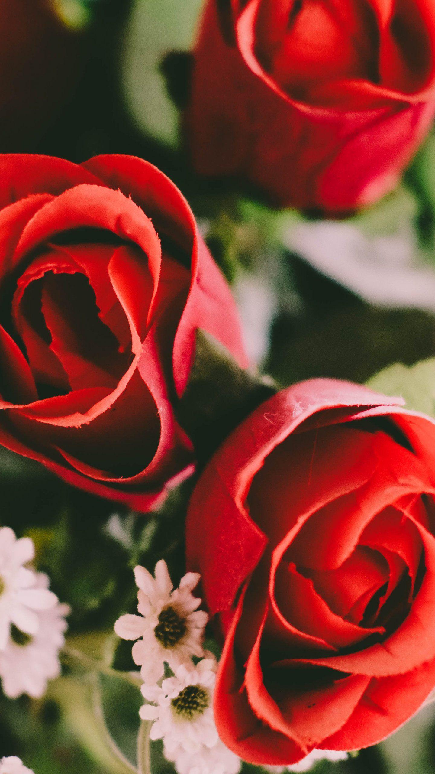 Red Roses Wallpaper, Android & Desktop Background. Red roses wallpaper, Flower wallpaper, Floral wallpaper desktop