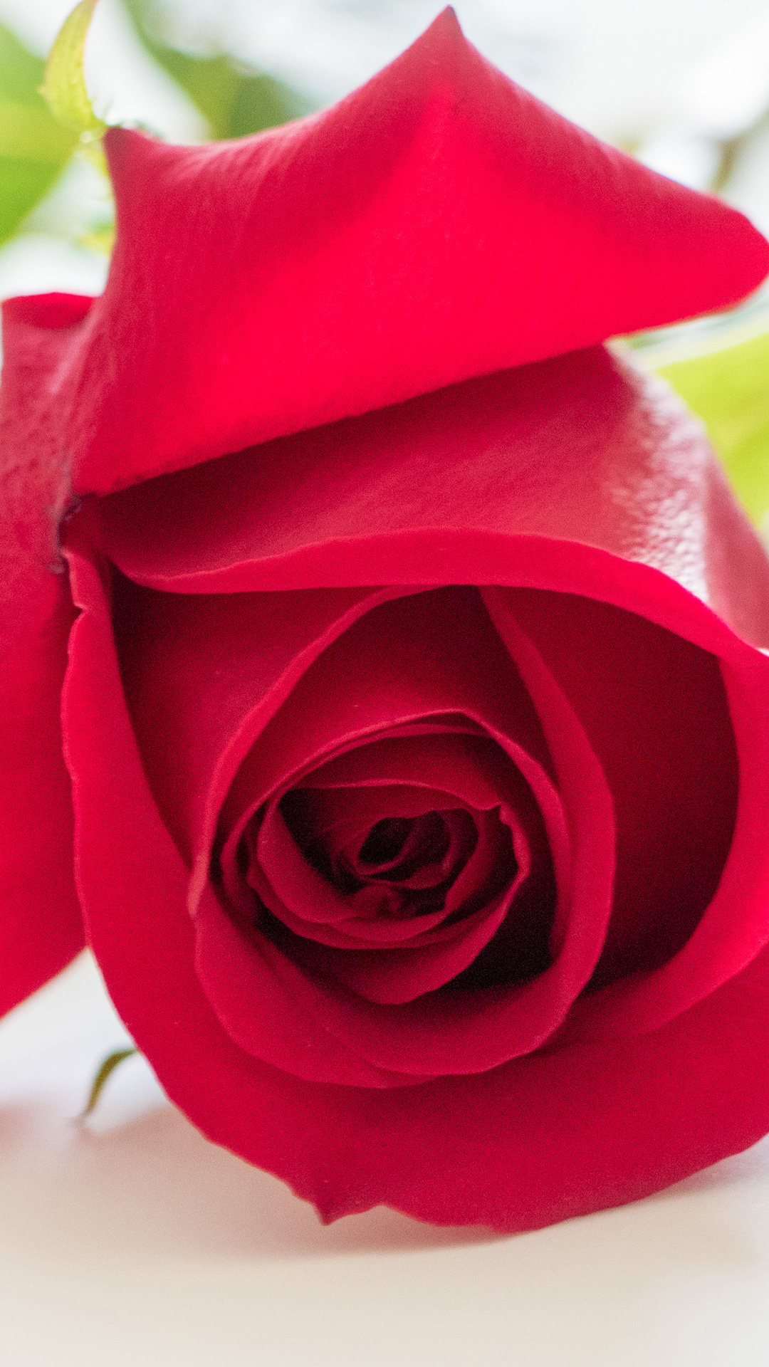 Desktop Wallpaper Red rose Flowers Closeup 1080x1920