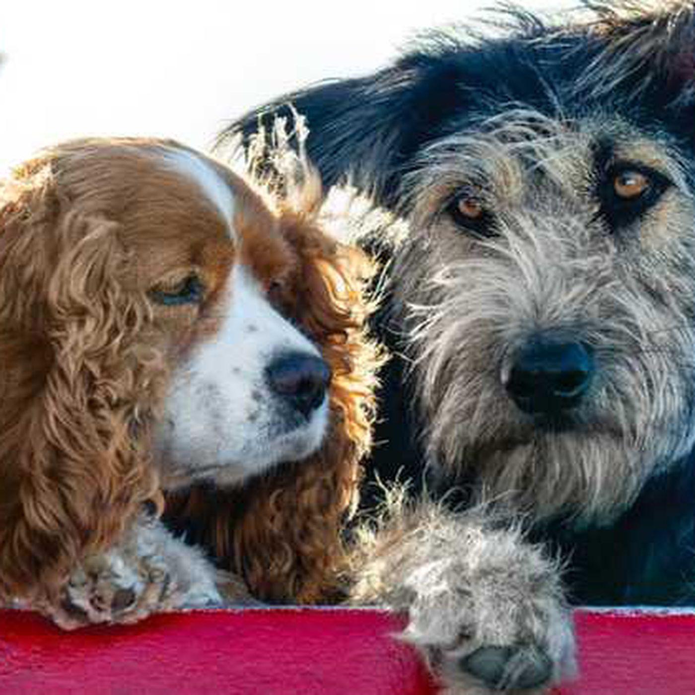 Here's The First Trailer For Disney's Live Action Lady