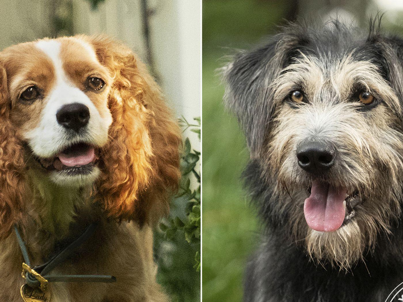 Lady and the Tramp' remake: Here's what the Disney+ movie's