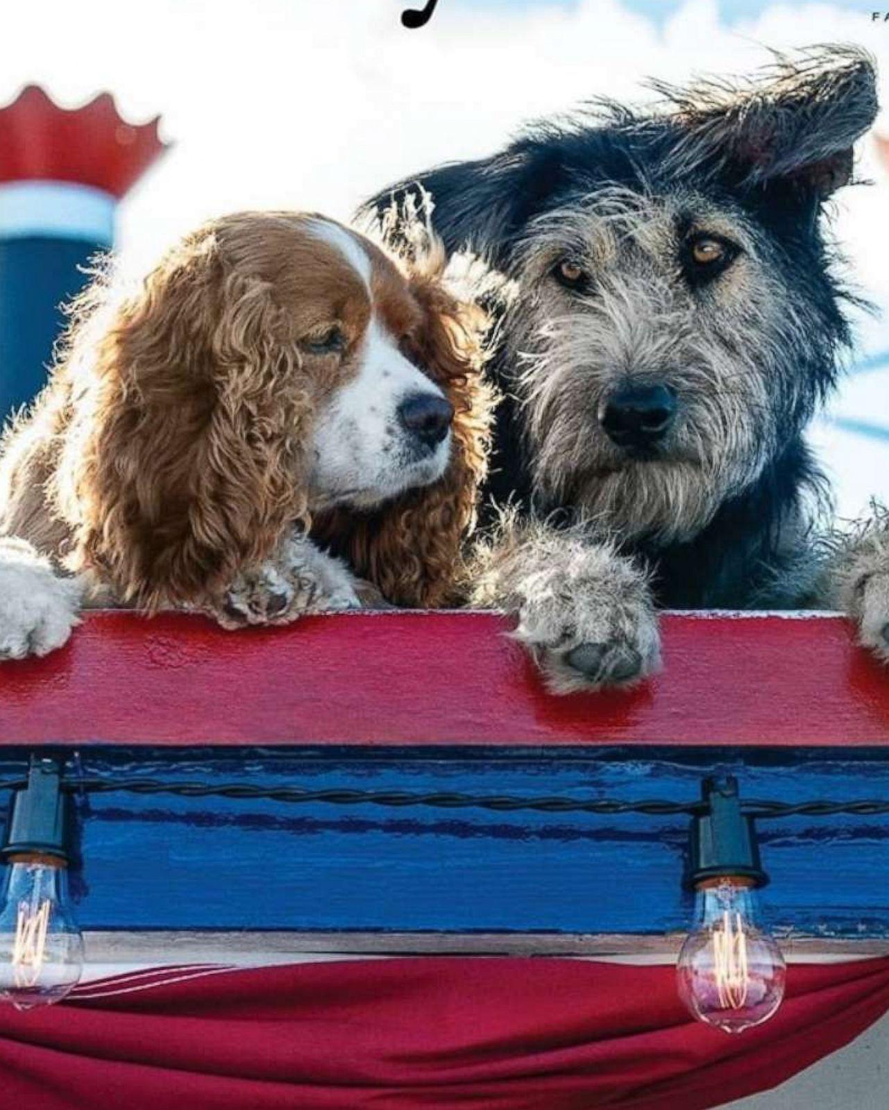 Disney casts adorable rescue dog for 'Lady and the Tramp