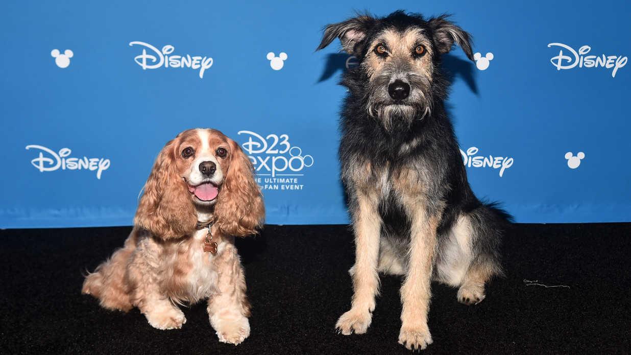 A Real Life Rescue Dog Was Chosen to Star in Disney's Lady