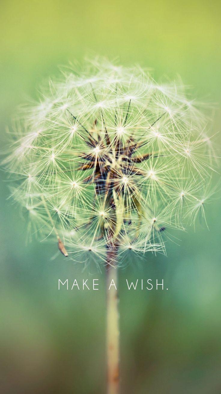 Make A Wish, Dandelion. free iPhone 6 wallpaper downloads