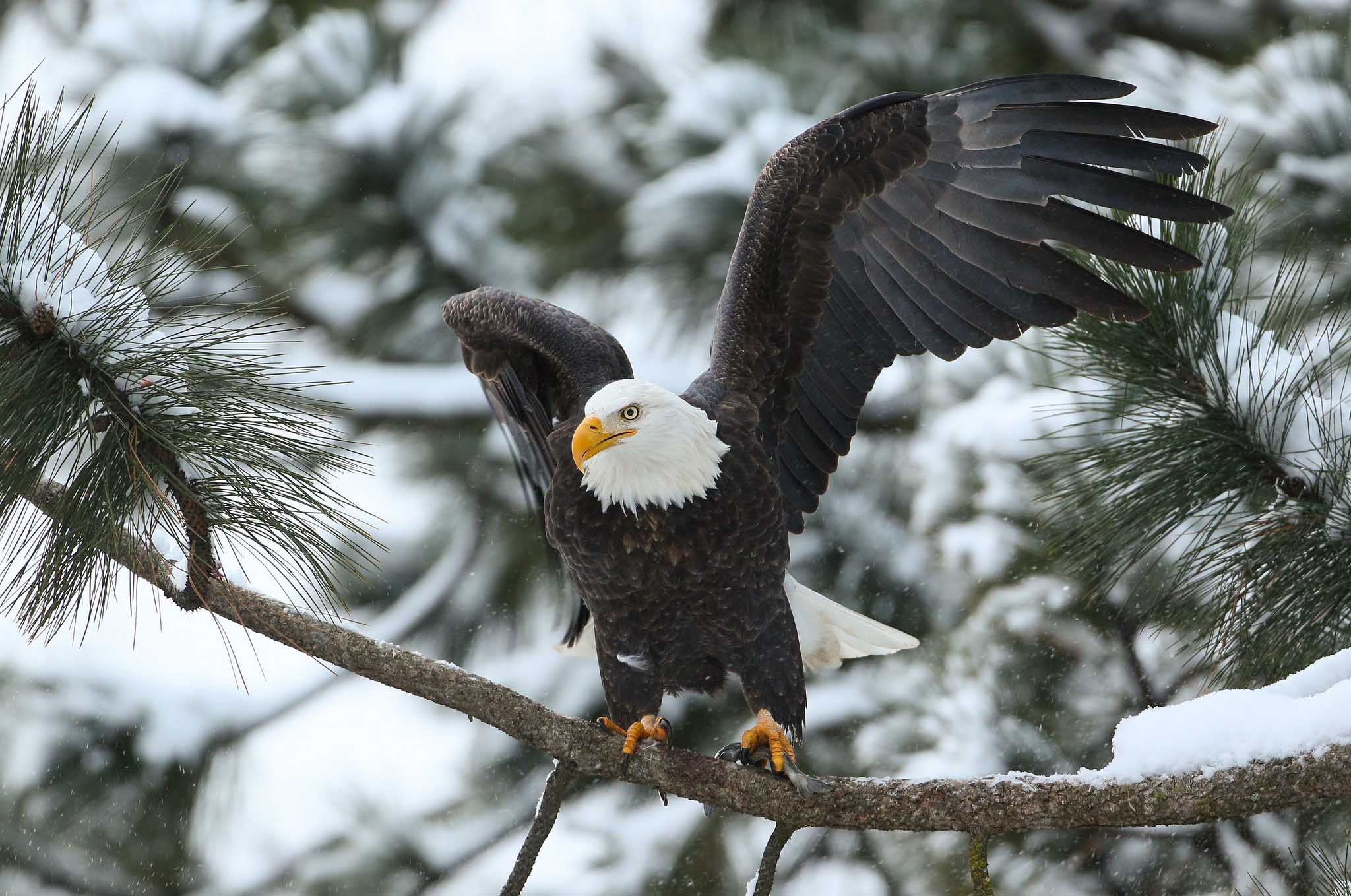 Bald Eagle HD Wallpaper