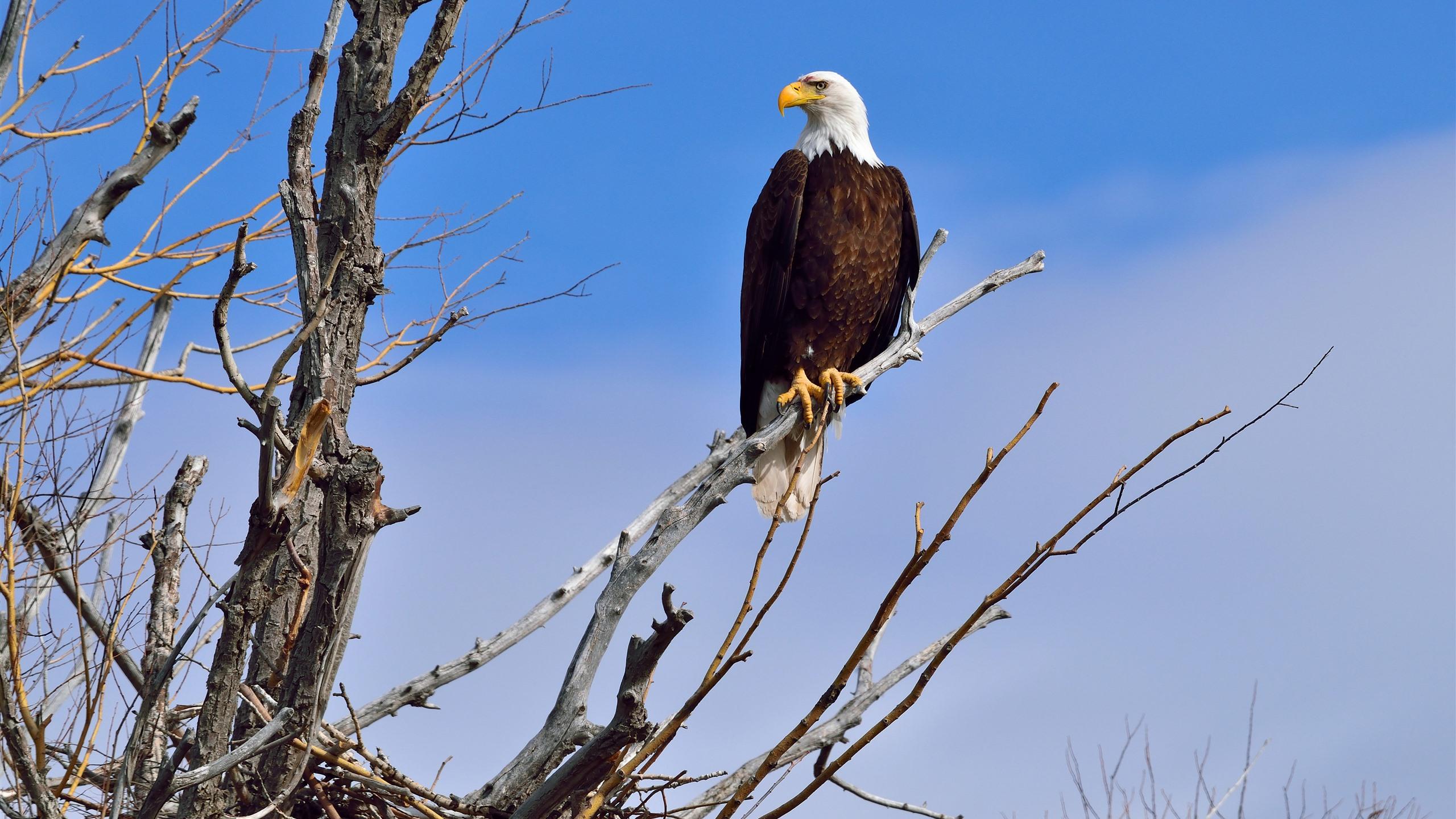 Bald eagle, tree, blue sky 1242x2688 iPhone XS Max wallpaper