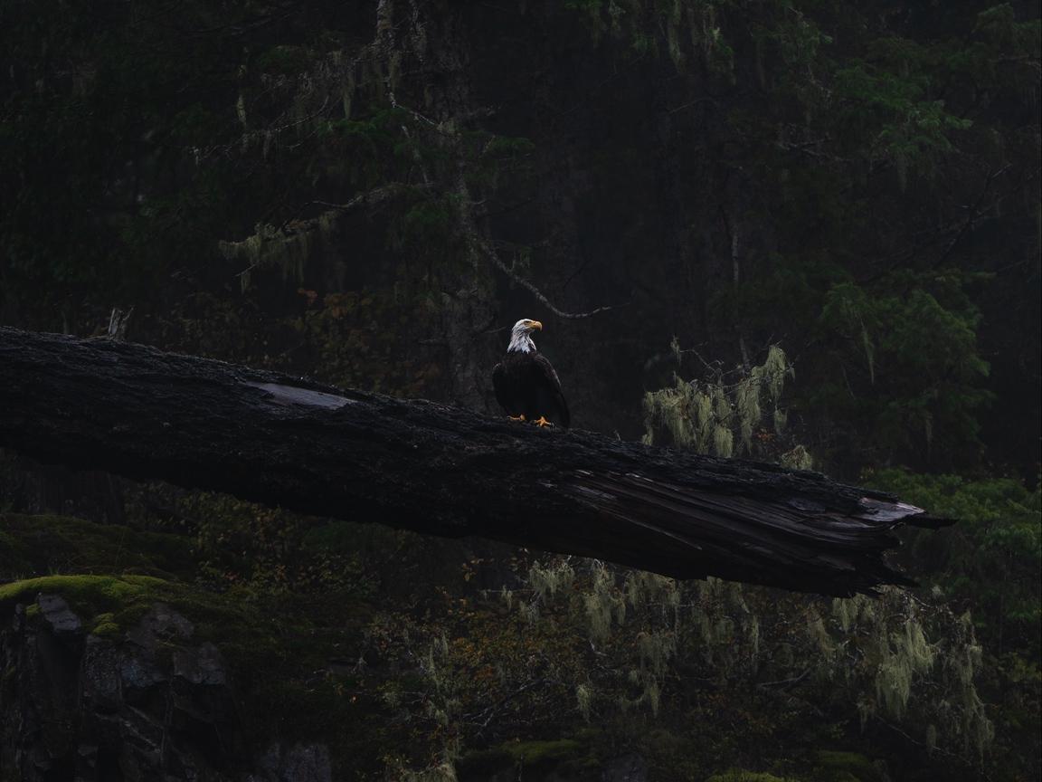 Download wallpaper 1152x864 eagle, bird, tree, dark