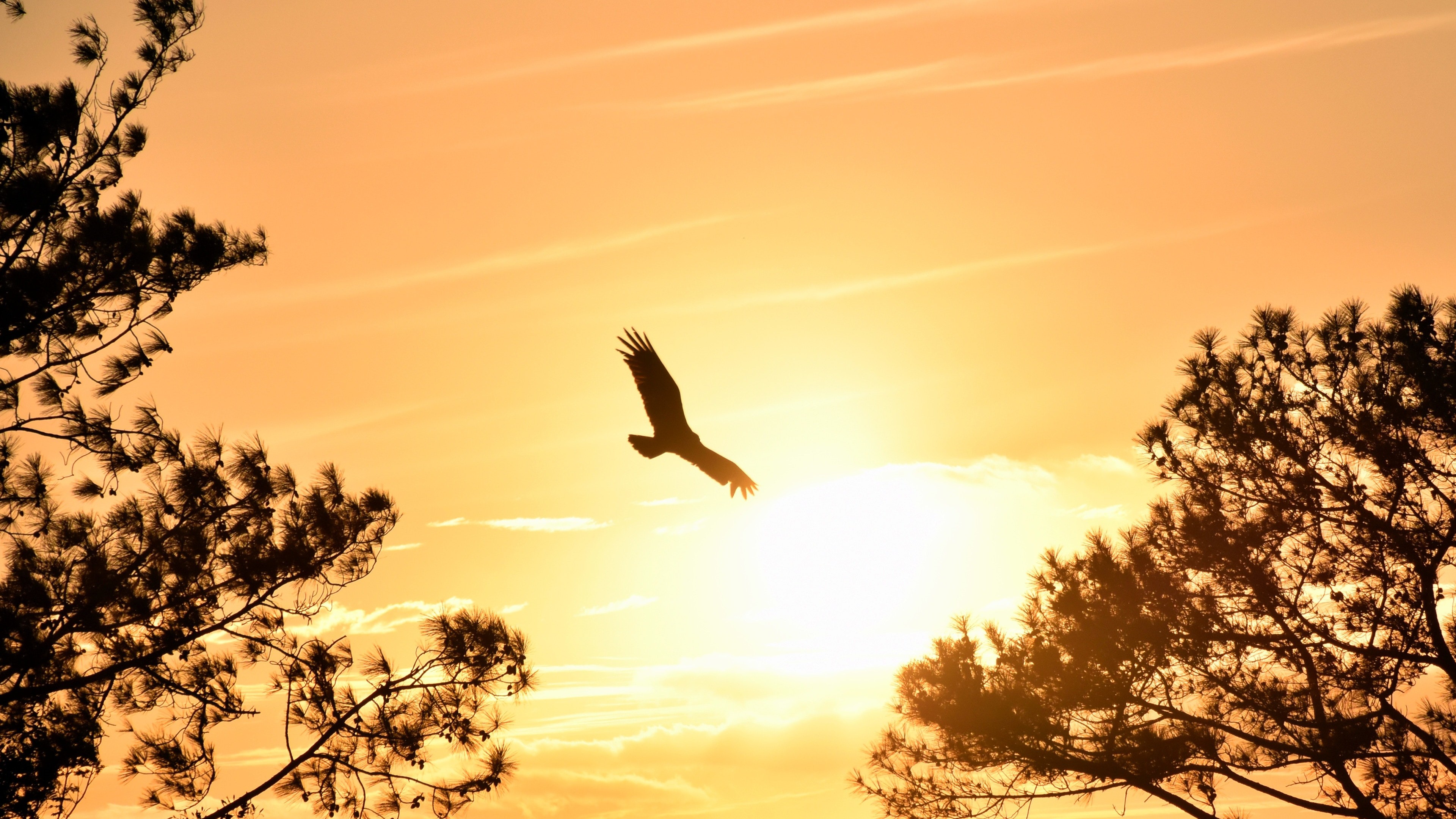 Eagle Flying in Sky During Sunset 4K Wallpaper