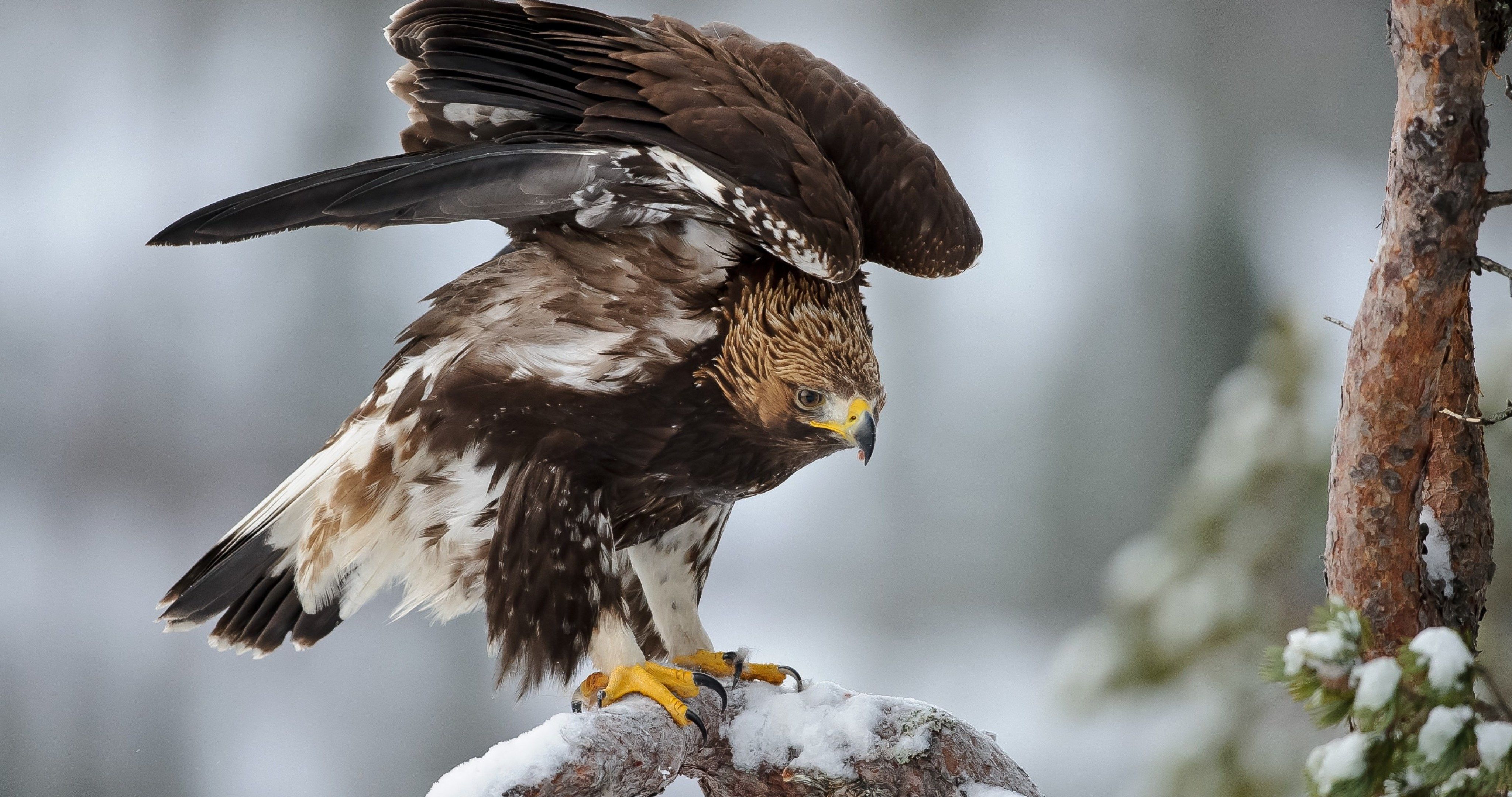 eagle on fir tree 4k ultra HD wallpaper. ololoshenka. Wild