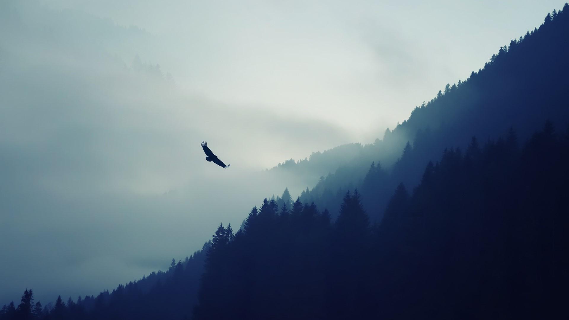 1920x1080 nature eagle mist forest natural lighting
